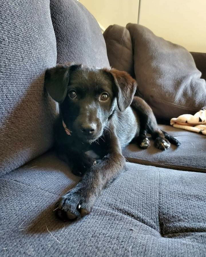 Oreo and Lady are waiting patiently for their new family to see them! These 2 gorgeous girls are love bugs and love to snuggle! If you are looking for you're next couch buddy they are it. If you would like to meet these two sweeties, Please message the page and please share! Located in Myrtle Beach SC area!