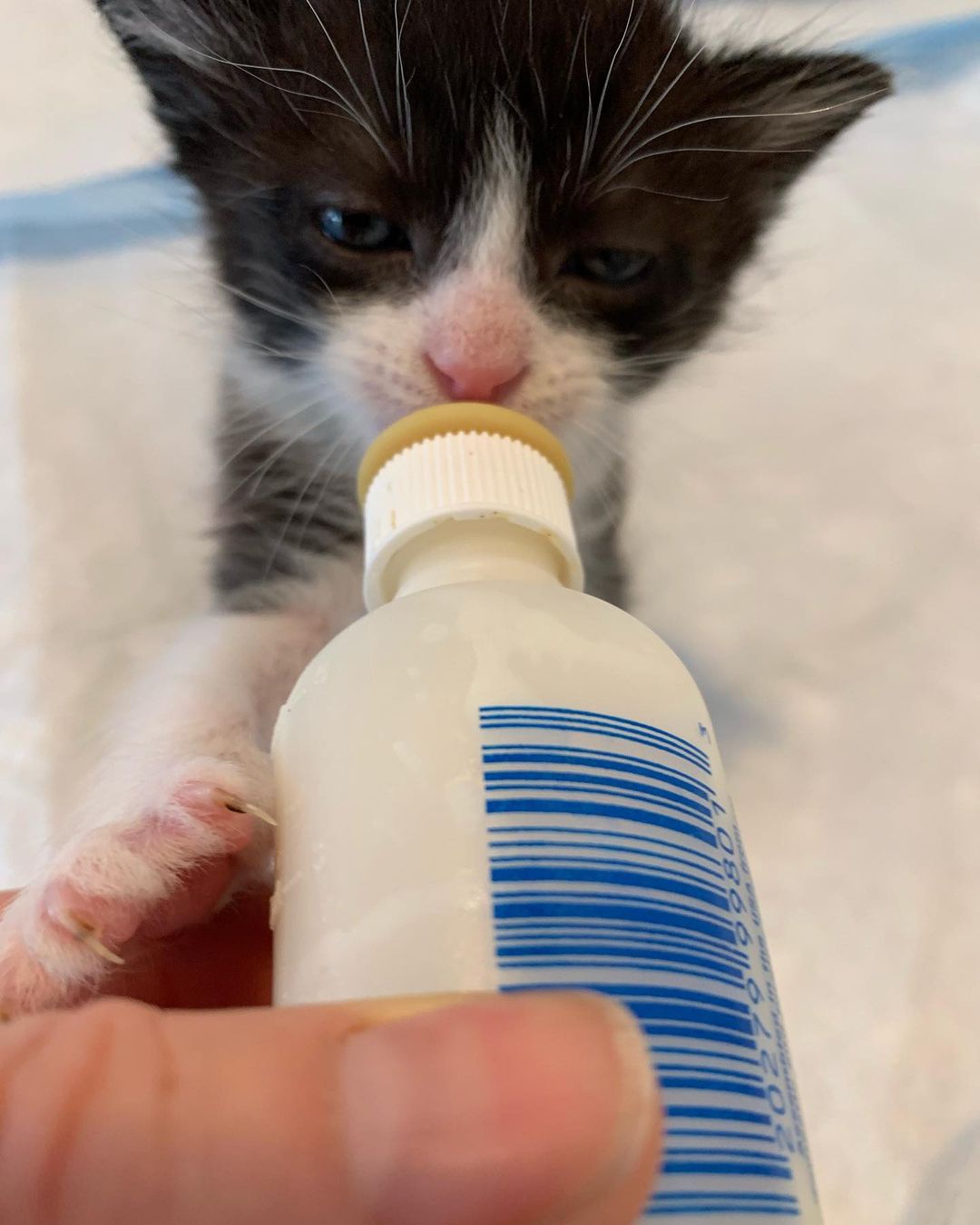 Monday’s after a long weekend! 😽 🍼🦊🐺🐻🐧 <a target='_blank' href='https://www.instagram.com/explore/tags/bottlebabies/'>#bottlebabies</a> <a target='_blank' href='https://www.instagram.com/explore/tags/bottlebaby/'>#bottlebaby</a> <a target='_blank' href='https://www.instagram.com/explore/tags/bottlebabykitten/'>#bottlebabykitten</a> <a target='_blank' href='https://www.instagram.com/explore/tags/siamesemix/'>#siamesemix</a> <a target='_blank' href='https://www.instagram.com/explore/tags/tuxedokitten/'>#tuxedokitten</a> <a target='_blank' href='https://www.instagram.com/explore/tags/orphankitten/'>#orphankitten</a>