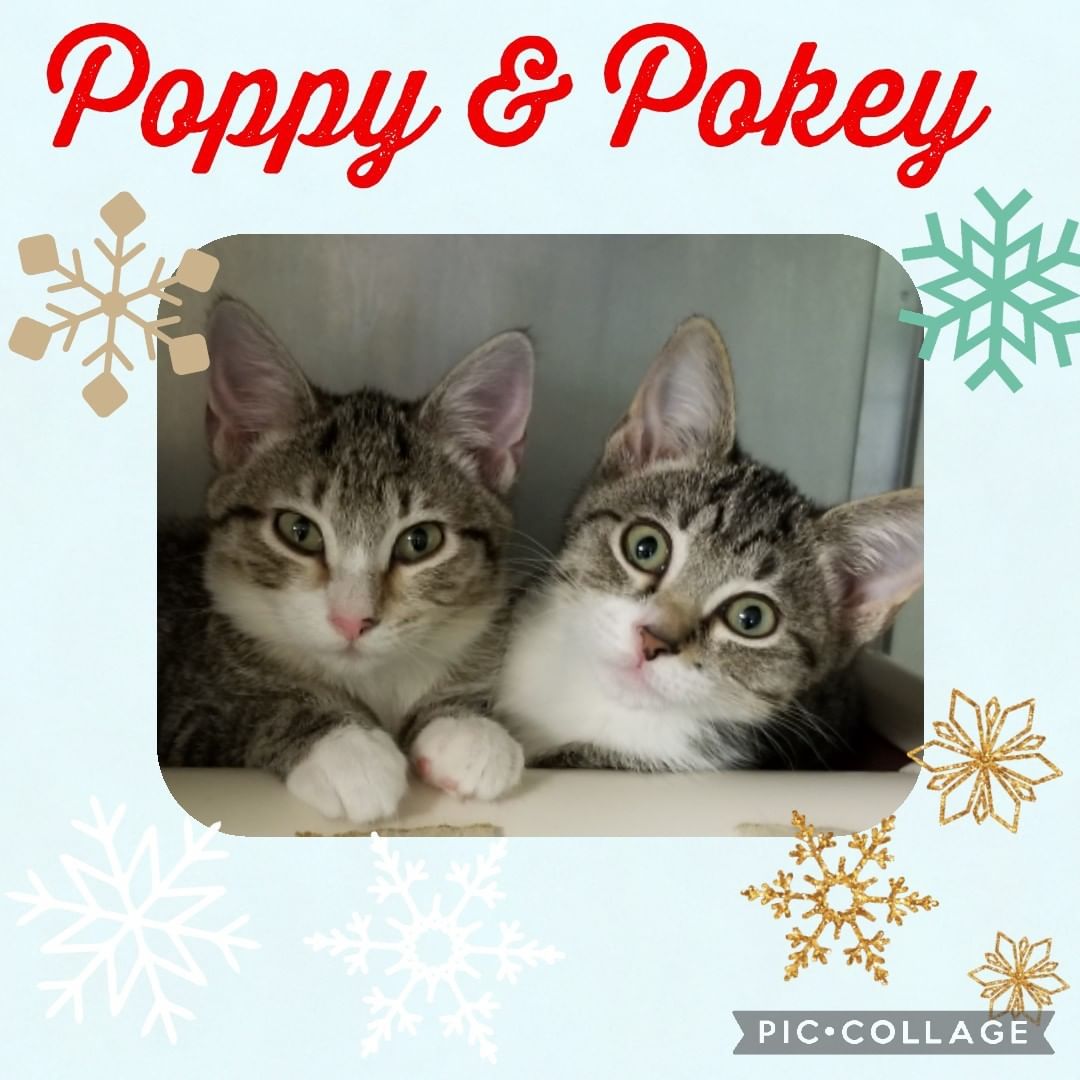 Thinking of adopting a  kitten? These 2 are definitely a pair of cuties! Give us a call or check out our website to see all that are available...if you see one you are interested in you can also apply at www.hsharrisco.org ❤🐈🐾 <a target='_blank' href='https://www.instagram.com/explore/tags/felinefriends/'>#felinefriends</a> <a target='_blank' href='https://www.instagram.com/explore/tags/chooseadoption/'>#chooseadoption</a> <a target='_blank' href='https://www.instagram.com/explore/tags/catsoffacebook/'>#catsoffacebook</a>