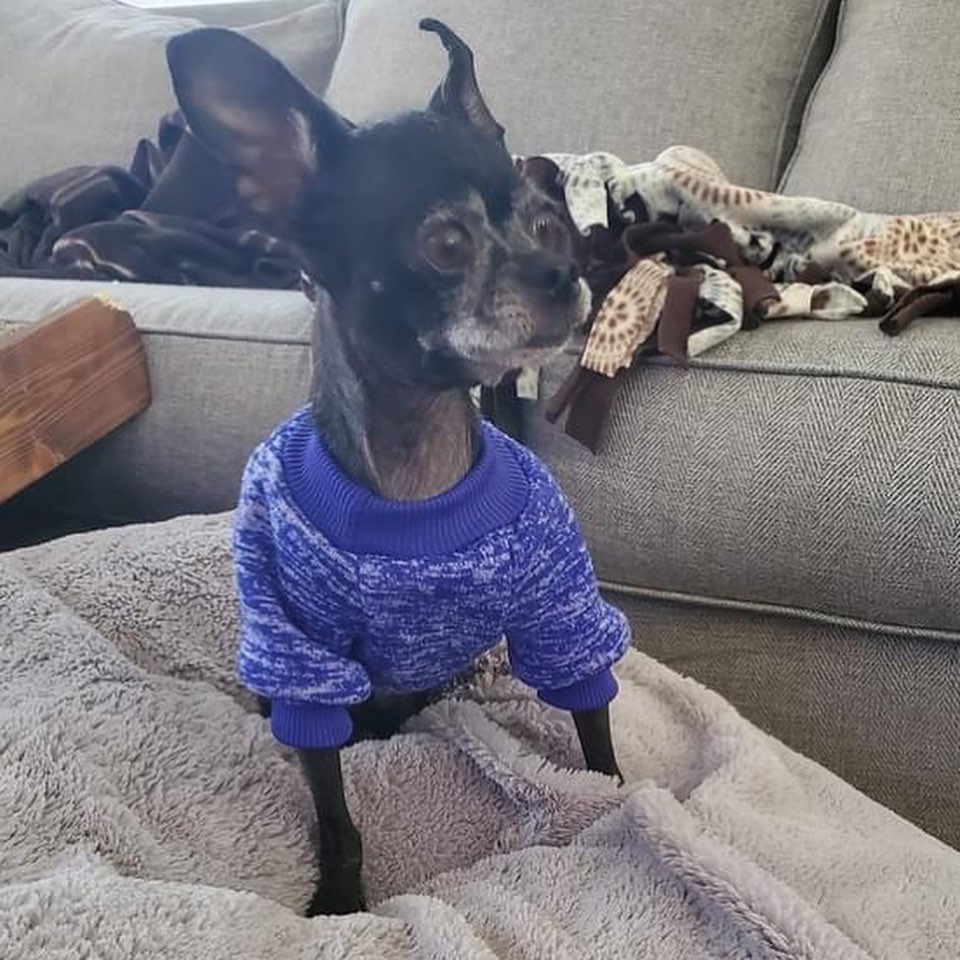 💙Over the holidays, we pulled a senior chihuahua out of the shelter. (Not a <a target='_blank' href='https://www.instagram.com/explore/tags/doxie/'>#doxie</a> we know… but how could we not help this sweet baby??) Skully is such a sweet girl with severe dental disease and covered in mammary tumors. She is currently at the vet undergoing staged surgeries in hopes to give her a better life. She is one of the many behind the scenes cases. 💙 <a target='_blank' href='https://www.instagram.com/explore/tags/givingtuesday/'>#givingtuesday</a>