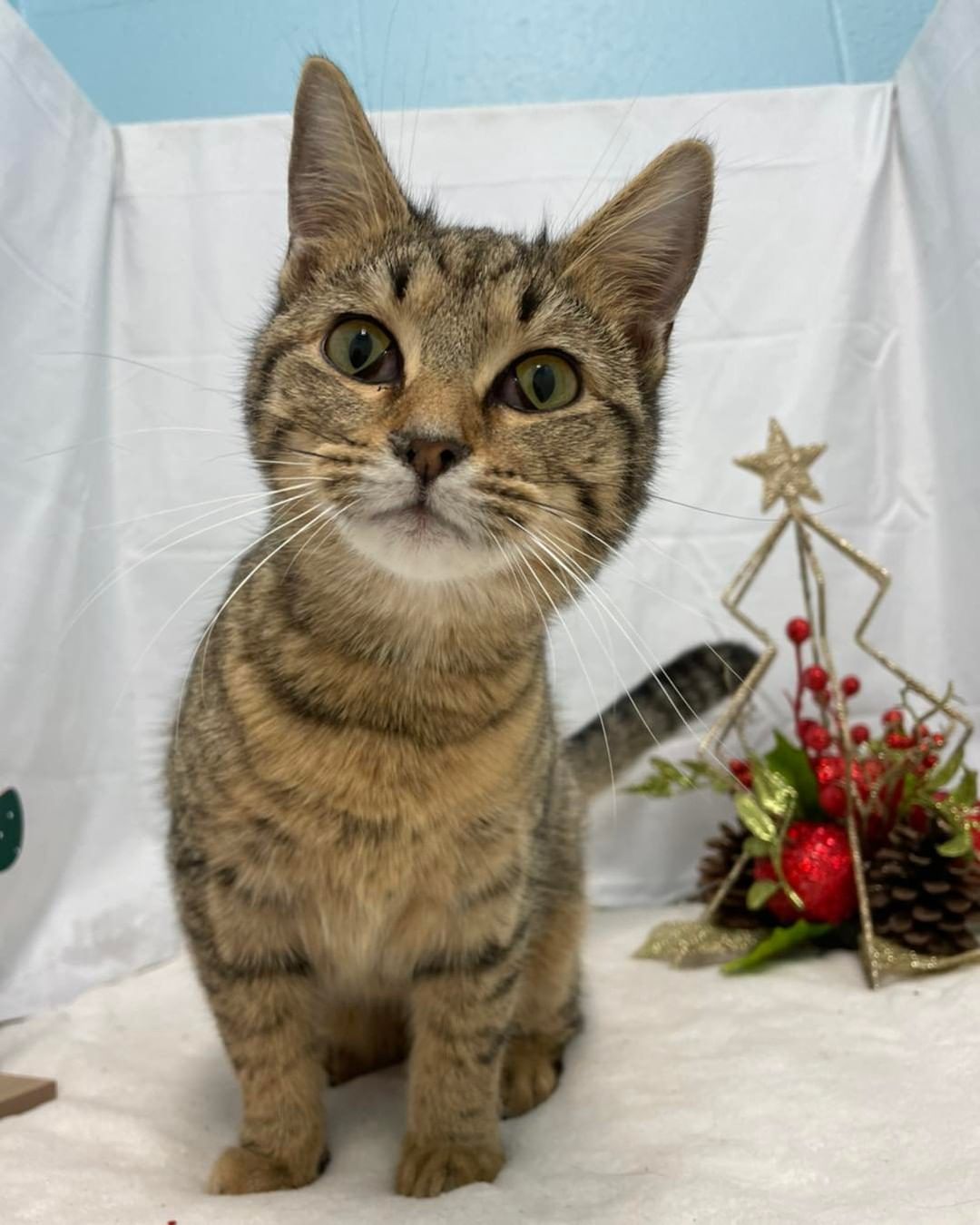 Flutter: I’m a young stray from Sunnymeade Rd. I know, it is a long road, but this is all the information we were provided.  I am a young cat, and someone loved me, because I am social and healthy. If I am your cat, please contact the shelter to get me back! 434-821-4316.