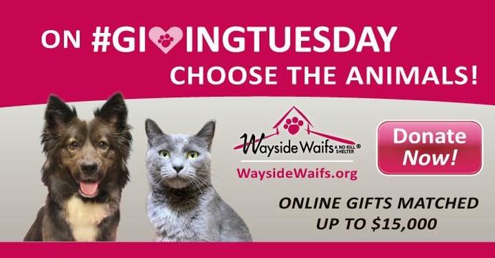 Giving Tuesday is tomorrow! We have news that will make your tail wag - a generous animal lover is matching all gifts up to $15,000! A gift of $50 become $100 - helping twice as many animals! Your gift helps homeless pets get the life-saving medical care, nutritious food, warm beds, and love they deserve. YOU are saving lives! 

You can also Donate here tomorrow: Link in bio!