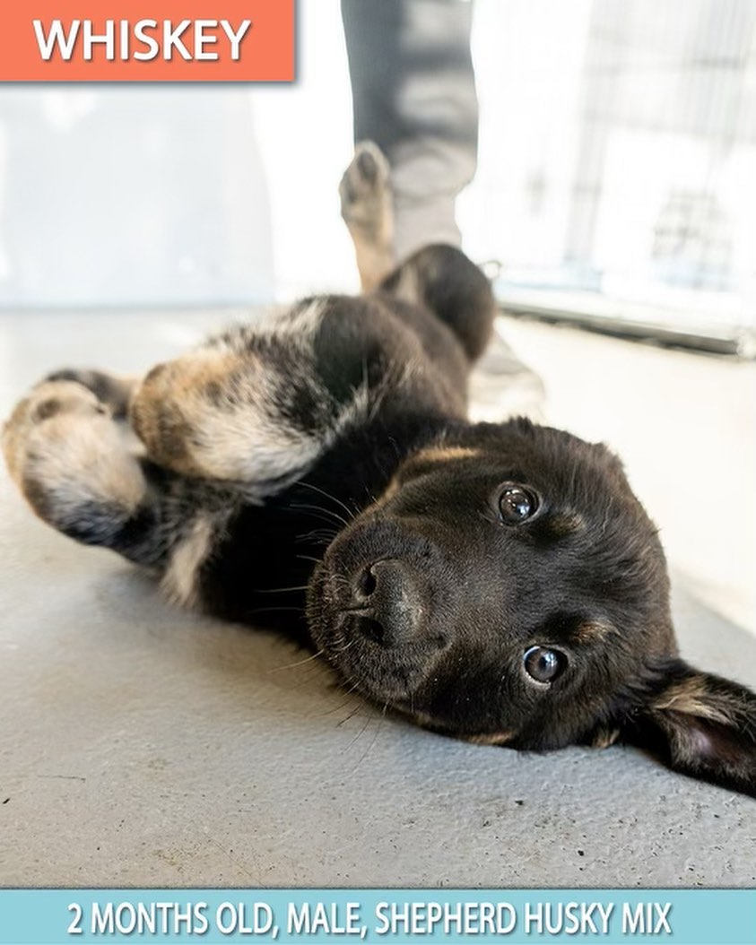 The cuteness does not stop. ❤️

Please meet these amazing puppies who all came to us last week from Perris, California. 😍

Swipe through to meet 6, Husky/Shepard mixes and apply now. 

These babies were left to did and running in the streets. Just look at them now 🤩

<a target='_blank' href='https://www.instagram.com/explore/tags/wagmor/'>#wagmor</a> <a target='_blank' href='https://www.instagram.com/explore/tags/wagmorpets/'>#wagmorpets</a> <a target='_blank' href='https://www.instagram.com/explore/tags/Wagmorfamily/'>#Wagmorfamily</a>