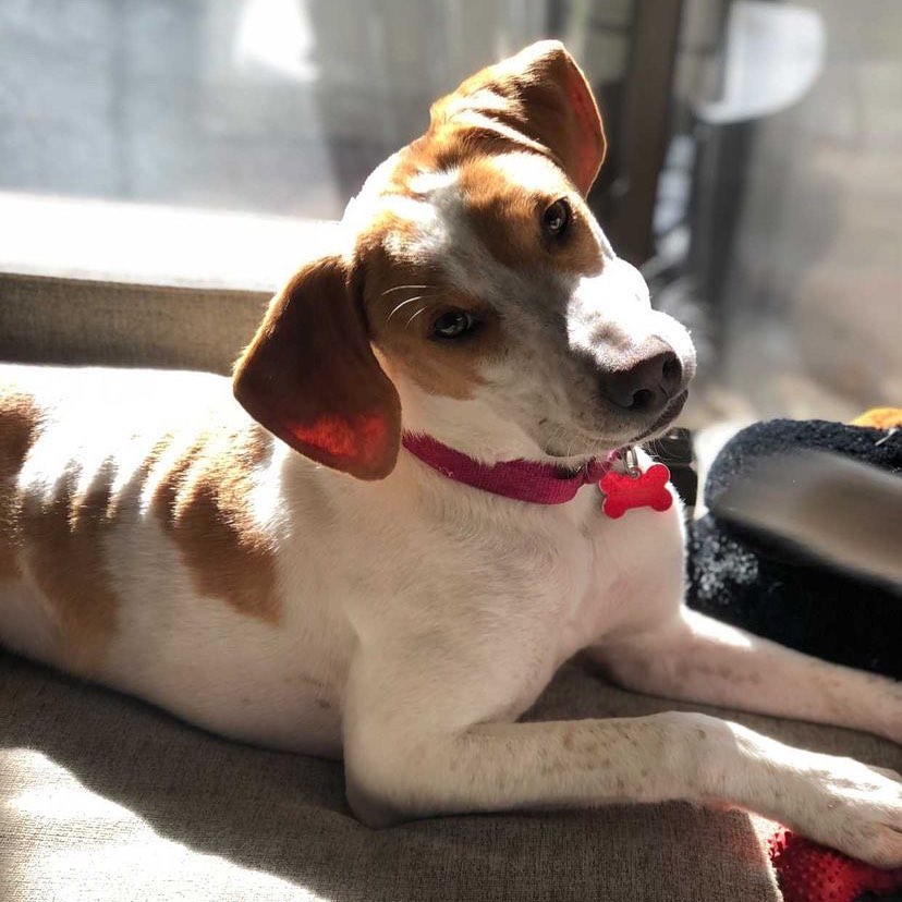 Ravens? Washington Football Team? Gunther is open to being a cheerleader for either on this football Sunday 🏈❤️

Need a football companion? Look no further than Gunther a sweet hound mix looking for his <a target='_blank' href='https://www.instagram.com/explore/tags/fureverhome/'>#fureverhome</a>

Apply to adopt or foster him today!

<a target='_blank' href='https://www.instagram.com/explore/tags/rescuedogsofinstagram/'>#rescuedogsofinstagram</a> <a target='_blank' href='https://www.instagram.com/explore/tags/rescuedismyfavoritebreed/'>#rescuedismyfavoritebreed</a> <a target='_blank' href='https://www.instagram.com/explore/tags/adoptdontshop/'>#adoptdontshop</a> <a target='_blank' href='https://www.instagram.com/explore/tags/adoptdontshop/'>#adoptdontshop</a>🐾 <a target='_blank' href='https://www.instagram.com/explore/tags/rescuedog/'>#rescuedog</a> <a target='_blank' href='https://www.instagram.com/explore/tags/adoptables/'>#adoptables</a> <a target='_blank' href='https://www.instagram.com/explore/tags/fosterdog/'>#fosterdog</a> <a target='_blank' href='https://www.instagram.com/explore/tags/fosteringsaveslives/'>#fosteringsaveslives</a>