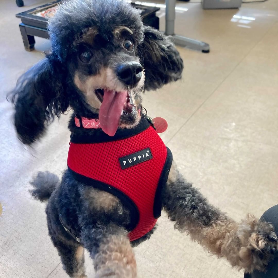 <a target='_blank' href='https://www.instagram.com/explore/tags/24HoursOfGratitude/'>#24HoursOfGratitude</a> - The Muttville Salute! Blep, tongues out, the Muttville salute—whatever you want to call them, we love them! <a target='_blank' href='https://www.instagram.com/explore/tags/GivingTuesday/'>#GivingTuesday</a> You can donate now to our matching campaign! Link in bio.