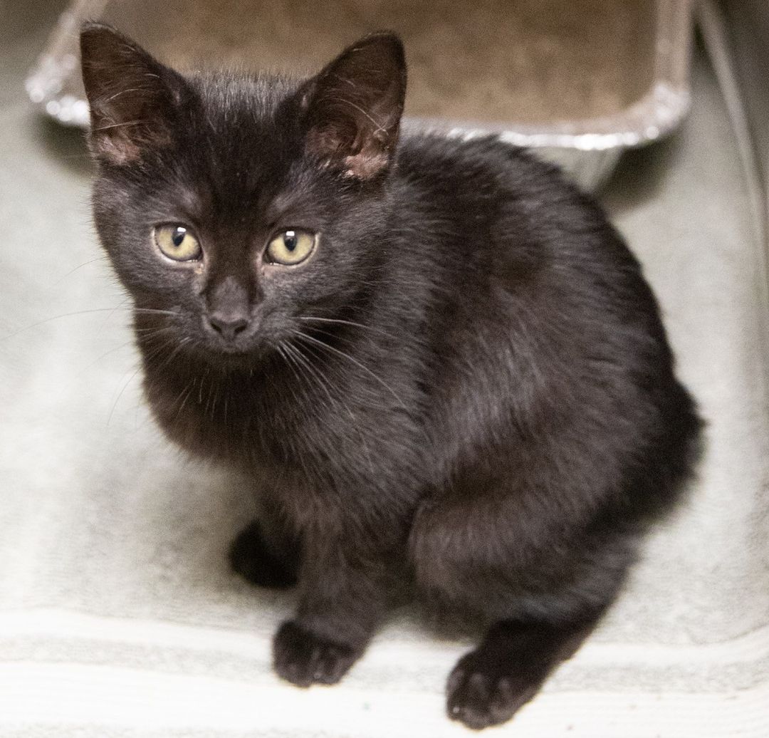 We are getting closer to our Giving Tuesday goal!! Donations are DOUBLED today, for kittens like Nimbus. Click the link in our bio to have your gift matched!

Nimbus sat with her back strangely hunched. She walked with a bouncing gait. Something was wrong, but if she felt pain she hid it well. 

We took radiographs and were startled to find that Nimbus has a fractured spine. This fragile kitten had a brush with danger but lived to tell the tale...now it’s up to us to help her recover.

It takes a village to help animals like her. Our amazing medical team, the loving foster home where she is living, and of course, YOU. Your donation goes TWICE as far today: Giving Tuesday means helping Nimbus run effortlessly once again and saving countless more homeless animals like her! 
Click the fundraiser in our bio to give ❤️
.
.
.
<a target='_blank' href='https://www.instagram.com/explore/tags/givingtuesday/'>#givingtuesday</a> <a target='_blank' href='https://www.instagram.com/explore/tags/community/'>#community</a> <a target='_blank' href='https://www.instagram.com/explore/tags/philanthropy/'>#philanthropy</a> <a target='_blank' href='https://www.instagram.com/explore/tags/fundraiser/'>#fundraiser</a> <a target='_blank' href='https://www.instagram.com/explore/tags/tuesdaymotivation/'>#tuesdaymotivation</a> <a target='_blank' href='https://www.instagram.com/explore/tags/annarbor/'>#annarbor</a> <a target='_blank' href='https://www.instagram.com/explore/tags/helpingothers/'>#helpingothers</a> <a target='_blank' href='https://www.instagram.com/explore/tags/makeadifference/'>#makeadifference</a> <a target='_blank' href='https://www.instagram.com/explore/tags/animalrescue/'>#animalrescue</a> <a target='_blank' href='https://www.instagram.com/explore/tags/animallovers/'>#animallovers</a> <a target='_blank' href='https://www.instagram.com/explore/tags/lovestartshere/'>#lovestartshere</a>