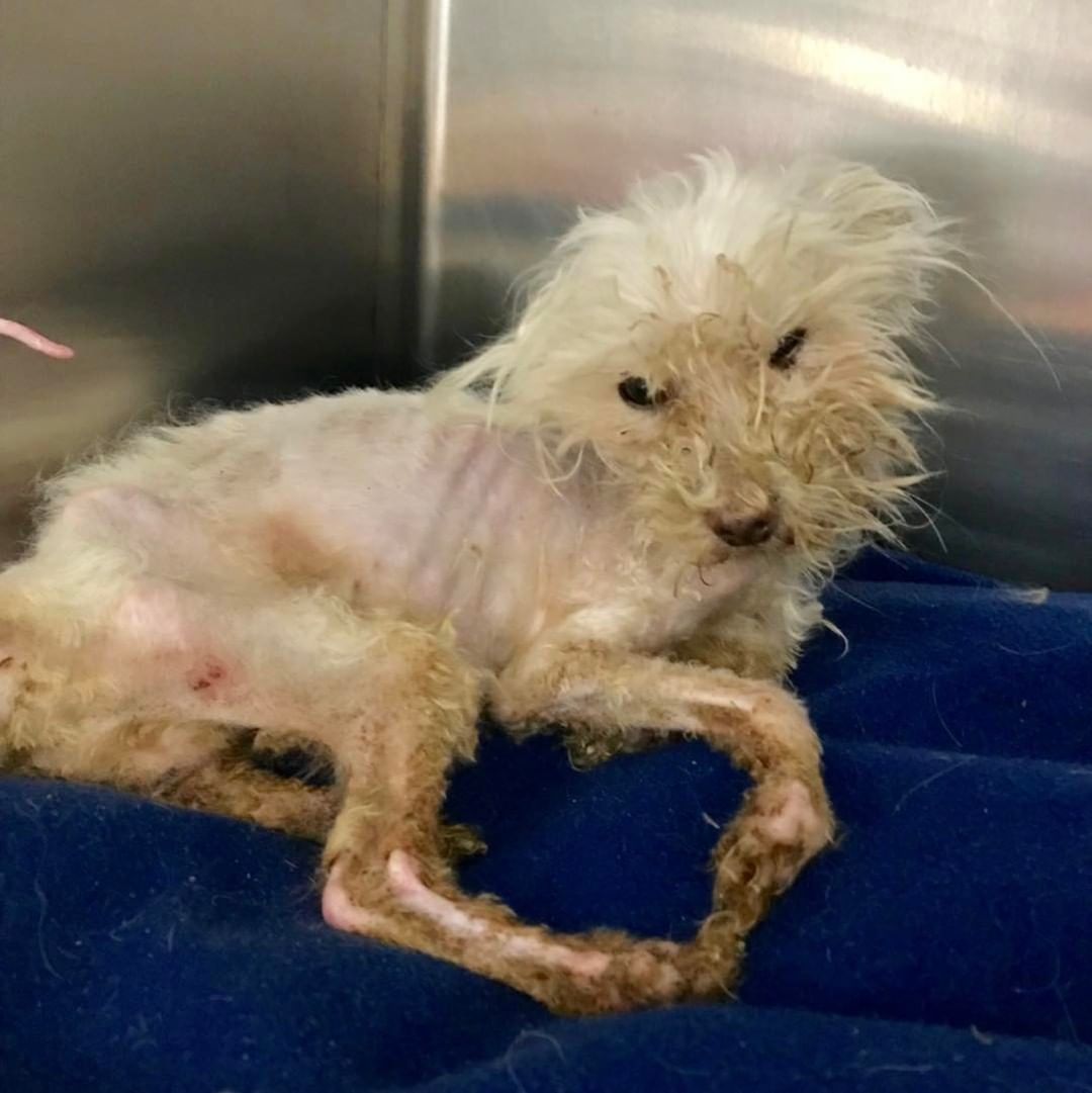 𝗧𝗛𝗘𝗡 ➡️ 𝗡𝗢𝗪
Gotti came to SNARR barely weighing 4 pounds. He was completely emaciated, malnourished and covered in poop, matted and in severe pain.

We were asked to take Gotti from a shelter
down South. He was an owner surrender and was diagnosed with a severe anal hernia which
required a specialty surgery.

Gotti got all the TLC he needed and is now living the good life!

Please support us this <a target='_blank' href='https://www.instagram.com/explore/tags/GivingTuesday/'>#GivingTuesday</a> so that we can continue saving dogs like Gotti and giving them their happily ever after!

Donation can be sent:
🐾 via PayPal: https://www.paypal.me/
snarrnortheast
🐾 website: www.snarrnortheast.org/donate
🐾 Venmo @CB-snarrnortheast
🐾 Mail to : PO Box 307 White Plains NY 10602
🐾 Giving Grid: https://www.givinggrid.com/ouphtz/
🐾 Facebook Fundraiser: https://www.facebook.com/donate/881080309216115/

<a target='_blank' href='https://www.instagram.com/explore/tags/adoptdontshop/'>#adoptdontshop</a> <a target='_blank' href='https://www.instagram.com/explore/tags/rescue/'>#rescue</a> <a target='_blank' href='https://www.instagram.com/explore/tags/animallovers/'>#animallovers</a> <a target='_blank' href='https://www.instagram.com/explore/tags/dog/'>#dog</a> <a target='_blank' href='https://www.instagram.com/explore/tags/love/'>#love</a> <a target='_blank' href='https://www.instagram.com/explore/tags/dogrescue/'>#dogrescue</a> <a target='_blank' href='https://www.instagram.com/explore/tags/rescuedog/'>#rescuedog</a> <a target='_blank' href='https://www.instagram.com/explore/tags/adopt/'>#adopt</a>
<a target='_blank' href='https://www.instagram.com/explore/tags/fosteringsaveslives/'>#fosteringsaveslives</a> <a target='_blank' href='https://www.instagram.com/explore/tags/doglover/'>#doglover</a> <a target='_blank' href='https://www.instagram.com/explore/tags/snarrnortheastrescue/'>#snarrnortheastrescue</a> <a target='_blank' href='https://www.instagram.com/explore/tags/givinghopetothehopeless/'>#givinghopetothehopeless</a> <a target='_blank' href='https://www.instagram.com/explore/tags/secondchances/'>#secondchances</a> <a target='_blank' href='https://www.instagram.com/explore/tags/donate/'>#donate</a> <a target='_blank' href='https://www.instagram.com/explore/tags/givingtuesday/'>#givingtuesday</a>