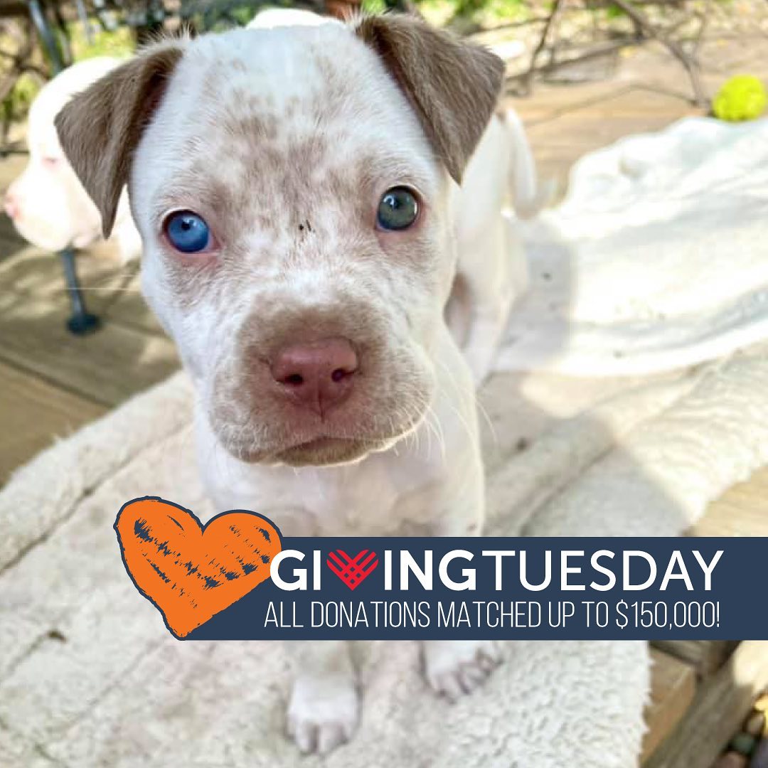 Today is <a target='_blank' href='https://www.instagram.com/explore/tags/GivingTuesday/'>#GivingTuesday</a>❤️ and the launch of our Home for the Holidays match campaign. ALL DONATIONS will be MATCHED up to $150,000 today through December 31! Your donations support our lifesaving work. 🐾 DONATE TODAY!

<a target='_blank' href='https://www.instagram.com/explore/tags/give/'>#give</a> <a target='_blank' href='https://www.instagram.com/explore/tags/supportus/'>#supportus</a> <a target='_blank' href='https://www.instagram.com/explore/tags/donate/'>#donate</a> <a target='_blank' href='https://www.instagram.com/explore/tags/givingseason/'>#givingseason</a> <a target='_blank' href='https://www.instagram.com/explore/tags/holidaygiving/'>#holidaygiving</a> <a target='_blank' href='https://www.instagram.com/explore/tags/puppiesofinstagram/'>#puppiesofinstagram</a> <a target='_blank' href='https://www.instagram.com/explore/tags/puppies/'>#puppies</a> <a target='_blank' href='https://www.instagram.com/explore/tags/blueyed/'>#blueyed</a> <a target='_blank' href='https://www.instagram.com/explore/tags/shelterpup/'>#shelterpup</a> <a target='_blank' href='https://www.instagram.com/explore/tags/fosterpup/'>#fosterpup</a> <a target='_blank' href='https://www.instagram.com/explore/tags/greatplainsspca/'>#greatplainsspca</a> <a target='_blank' href='https://www.instagram.com/explore/tags/greatplainsfamily/'>#greatplainsfamily</a>