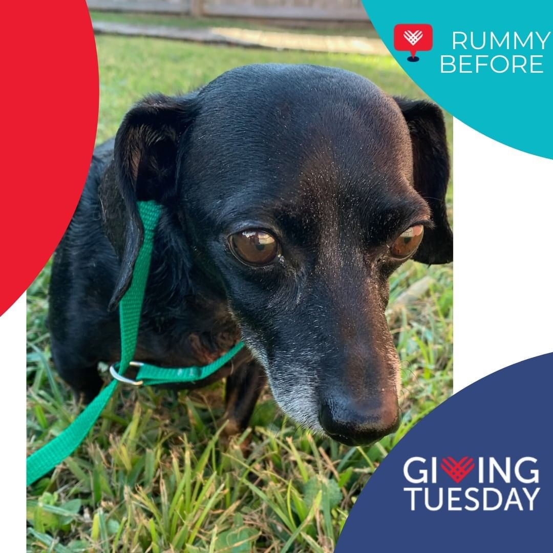 Meet Rummy!

Rummy was rescued from the Galveston County Animal Resource Center just a few days before Thanksgiving after being attacked by another animal. He is currently recovering with stitches and drain tubes but is so happy to have been rescued that nothing will stop that smile! Your Giving Tuesday donations will not only help him during his recovery but allow us to rescue more just like him. 

You can donate on our website www.secondchancepets.org or here on Facebook on our Giving Tuesday Fundraiser https://www.facebook.com/donate/1063077974521950/

Your contribution will make an impact, whether you donate $5 or $500. Every little bit helps. Thank you for your support. 

<a target='_blank' href='https://www.instagram.com/explore/tags/GivingTuesday/'>#GivingTuesday</a> <a target='_blank' href='https://www.instagram.com/explore/tags/Houston/'>#Houston</a> <a target='_blank' href='https://www.instagram.com/explore/tags/rescue/'>#rescue</a> <a target='_blank' href='https://www.instagram.com/explore/tags/adoptdontshop/'>#adoptdontshop</a> <a target='_blank' href='https://www.instagram.com/explore/tags/Dog/'>#Dog</a> <a target='_blank' href='https://www.instagram.com/explore/tags/GivingTuesday2021/'>#GivingTuesday2021</a>