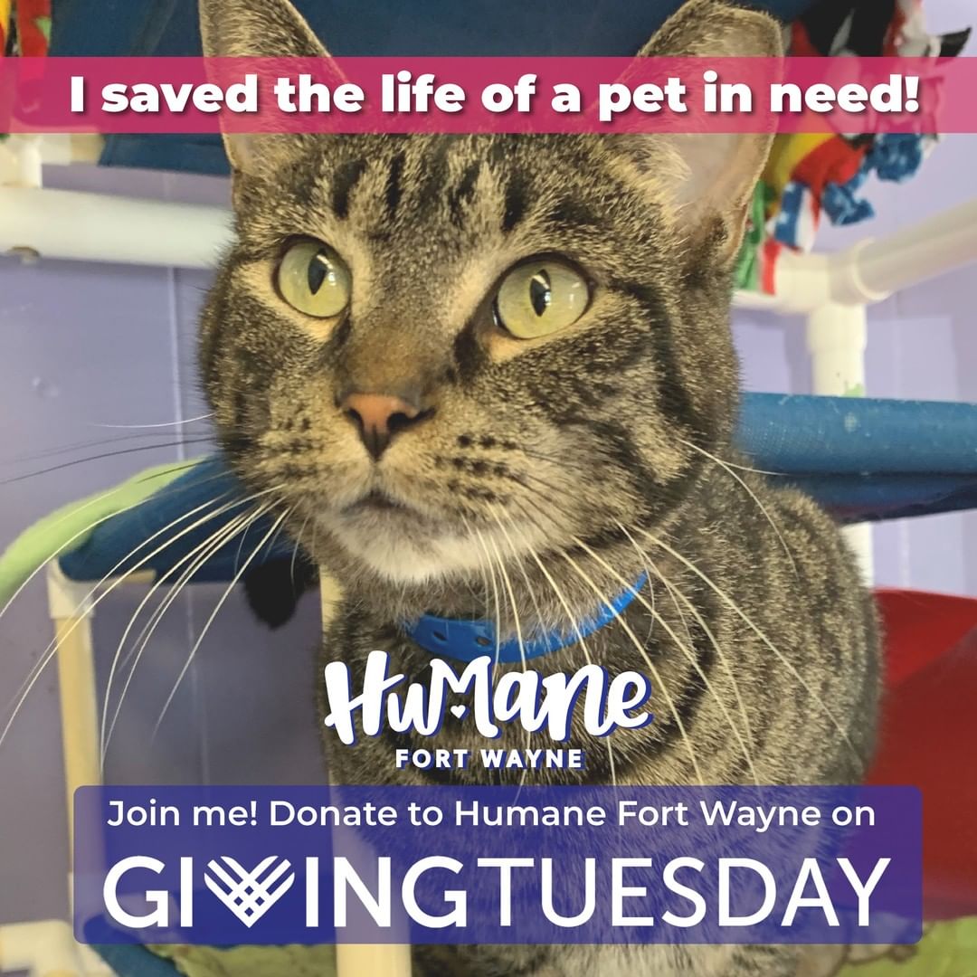 Today, November 30, 2021, donations to Humane Fort Wayne will be matched dollar for dollar by a variety of generous sponsors for <a target='_blank' href='https://www.instagram.com/explore/tags/GivingTuesday/'>#GivingTuesday</a>! ❤

We will be going live on Facebook once an hour between 9AM and 7PM so you can learn more about what we do here at Humane Fort Wayne! Keep up with our progress by following us on Facebook, Instagram, & Twitter!

As Fort Wayne's only nonprofit, 100% donor-funded animal shelter and low-cost spay/neuter and wellness clinic, we rely on the generosity of our community to help us to continue our mission. We are committed to serving pets and the people who love them, and now more than ever, we are here for you. Join us, please! Donate and post one of our pet graphics on your social media to show your support!

🐾 Donate online here: https://humanefw.org/donate/
🐾 Or you can call us at 260-744-0454 until 6:30pm to donate!