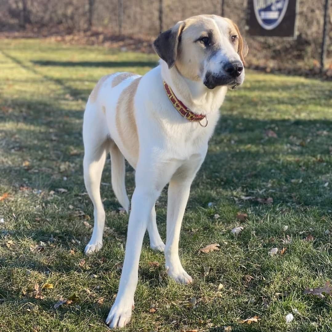 Now this looks like a dog that knows he's handsome!! 

Willie is a 70lb Pyrenees/Anatolian mix. He is less than a year old and hasn’t had the best start to his doggie life so far. After being dumped in a cemetery and left to fend for himself with his brothers and sister for over 2 weeks, he was rescued and brought to Wisconsin. He is slowly adjusting to life in his foster home and still unsure of everything. A fenced in yard would be best for him to be able to go in and outside at his own pace since he is uncomfortable walking on a leash. He knows to go potty outside but it can be difficult to get him to go if he’s leashed. He is learning to trust and love dog life more and more every day. He needs flexibility and patience to discover his surroundings and people in his own time. He’s a cuddler and loves the comfort of people around and having a warm bed to sleep in. He will need a patient and loving family to give him the time to adjust and trust them, but Willie is worth the wait. He’s got a lot of love to give he just doesn’t know who to give it to. Is that you?

<a target='_blank' href='https://www.instagram.com/explore/tags/adoptdontshop/'>#adoptdontshop</a>
<a target='_blank' href='https://www.instagram.com/explore/tags/luckymuttswi/'>#luckymuttswi</a>
<a target='_blank' href='https://www.instagram.com/explore/tags/rescuedogsmke/'>#rescuedogsmke</a>
<a target='_blank' href='https://www.instagram.com/explore/tags/doglovers/'>#doglovers</a>
<a target='_blank' href='https://www.instagram.com/explore/tags/rescuedogsofinstagram/'>#rescuedogsofinstagram</a>
<a target='_blank' href='https://www.instagram.com/explore/tags/sweetpup/'>#sweetpup</a>
<a target='_blank' href='https://www.instagram.com/explore/tags/mke/'>#mke</a>
<a target='_blank' href='https://www.instagram.com/explore/tags/mkepup/'>#mkepup</a>
<a target='_blank' href='https://www.instagram.com/explore/tags/wisconsinrescue/'>#wisconsinrescue</a>
<a target='_blank' href='https://www.instagram.com/explore/tags/lovedogs/'>#lovedogs</a>
<a target='_blank' href='https://www.instagram.com/explore/tags/rescue/'>#rescue</a>
<a target='_blank' href='https://www.instagram.com/explore/tags/foster/'>#foster</a>
<a target='_blank' href='https://www.instagram.com/explore/tags/adopt/'>#adopt</a>
<a target='_blank' href='https://www.instagram.com/explore/tags/dogsofinstagram/'>#dogsofinstagram</a>
<a target='_blank' href='https://www.instagram.com/explore/tags/dogrescue/'>#dogrescue</a>
<a target='_blank' href='https://www.instagram.com/explore/tags/bigdoglovers/'>#bigdoglovers</a>
<a target='_blank' href='https://www.instagram.com/explore/tags/bigboy/'>#bigboy</a>
<a target='_blank' href='https://www.instagram.com/explore/tags/handsome/'>#handsome</a>
<a target='_blank' href='https://www.instagram.com/explore/tags/cuddle/'>#cuddle</a>
<a target='_blank' href='https://www.instagram.com/explore/tags/anatolian/'>#anatolian</a>