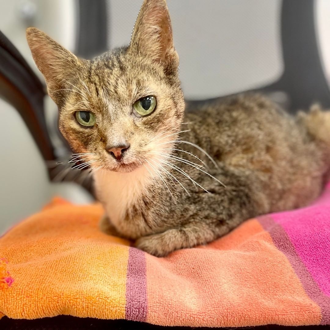 Adopt a sweet senior like Piglet for only $7 until the end of the month! This sweet boy loves to do his own thing and nap, but as soon as you offer to pet him, he's all love and affection. This good boy is 14-years-old and ready to be your forever snuggle buddy. 

<a target='_blank' href='https://www.instagram.com/explore/tags/adoptaseniorpetmonth/'>#adoptaseniorpetmonth</a> <a target='_blank' href='https://www.instagram.com/explore/tags/adotpseniorpets/'>#adotpseniorpets</a> <a target='_blank' href='https://www.instagram.com/explore/tags/pigletthecat/'>#pigletthecat</a>