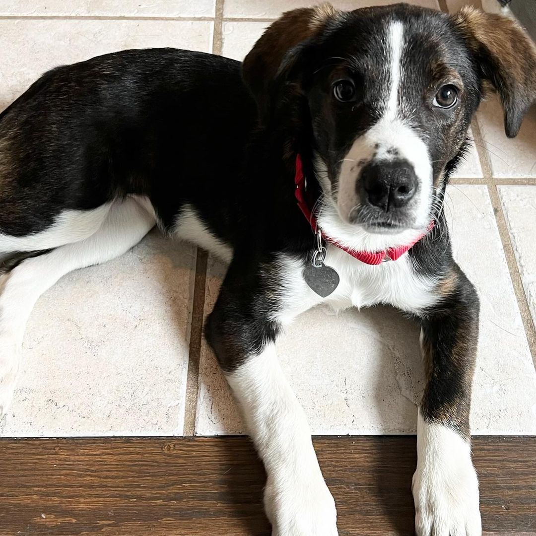 Meet Cruella!
🐾Female
🐾Age: DOB: 7/31/2021
🐾Weight: 20 lbs and growing!
🐾Breed: Beagle/Shepherd/Lab mix
💜
Hey there, I’m Cruella! Please don’t let the name deter you, I am nowhere near the Cruella you are thinking of! You see, I am one happy go lucky puppy who loves to be by my human’s side! I love to cuddle and give tons of kisses! I love playing with the resident dog and haven’t met a dog I did not like! I have also encountered neighborhood cats and did not mind them.
☀️
I enjoy playing with all the toys and enjoy walking around with my stuffies in my mouth; I also love a good chew toy! Since I am young, I am still learning all the basic manners such as house training, crate training and leash training. I am catching on quickly and since I am food motivated, I think I’ll be a pro in no time!
🍁
If you are interested in meeting Cruella, apply to adopt her at www.causeforcanines.org
Must have a flexible schedule to accommodate a puppy’s needs.
Adoption fee: $350
Must be an Ohio resident & 23 or older.
Children must be 5 or older.