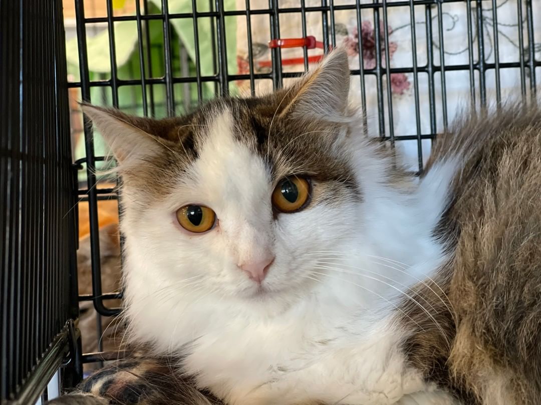 Ronda is a  7 month, DLH.

To adopt or foster, please call the facility. 209-533-3622 or fill out the form https://www.foac.us/cat-adoption-application/