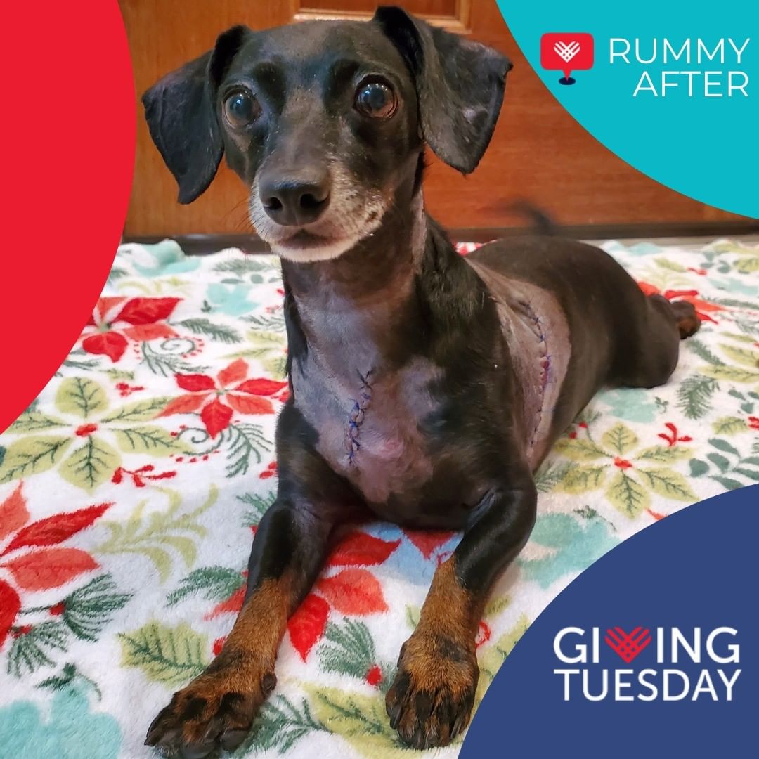 Meet Rummy!

Rummy was rescued from the Galveston County Animal Resource Center just a few days before Thanksgiving after being attacked by another animal. He is currently recovering with stitches and drain tubes but is so happy to have been rescued that nothing will stop that smile! Your Giving Tuesday donations will not only help him during his recovery but allow us to rescue more just like him. 

You can donate on our website www.secondchancepets.org or here on Facebook on our Giving Tuesday Fundraiser https://www.facebook.com/donate/1063077974521950/

Your contribution will make an impact, whether you donate $5 or $500. Every little bit helps. Thank you for your support. 

<a target='_blank' href='https://www.instagram.com/explore/tags/GivingTuesday/'>#GivingTuesday</a> <a target='_blank' href='https://www.instagram.com/explore/tags/Houston/'>#Houston</a> <a target='_blank' href='https://www.instagram.com/explore/tags/rescue/'>#rescue</a> <a target='_blank' href='https://www.instagram.com/explore/tags/adoptdontshop/'>#adoptdontshop</a> <a target='_blank' href='https://www.instagram.com/explore/tags/Dog/'>#Dog</a> <a target='_blank' href='https://www.instagram.com/explore/tags/GivingTuesday2021/'>#GivingTuesday2021</a>