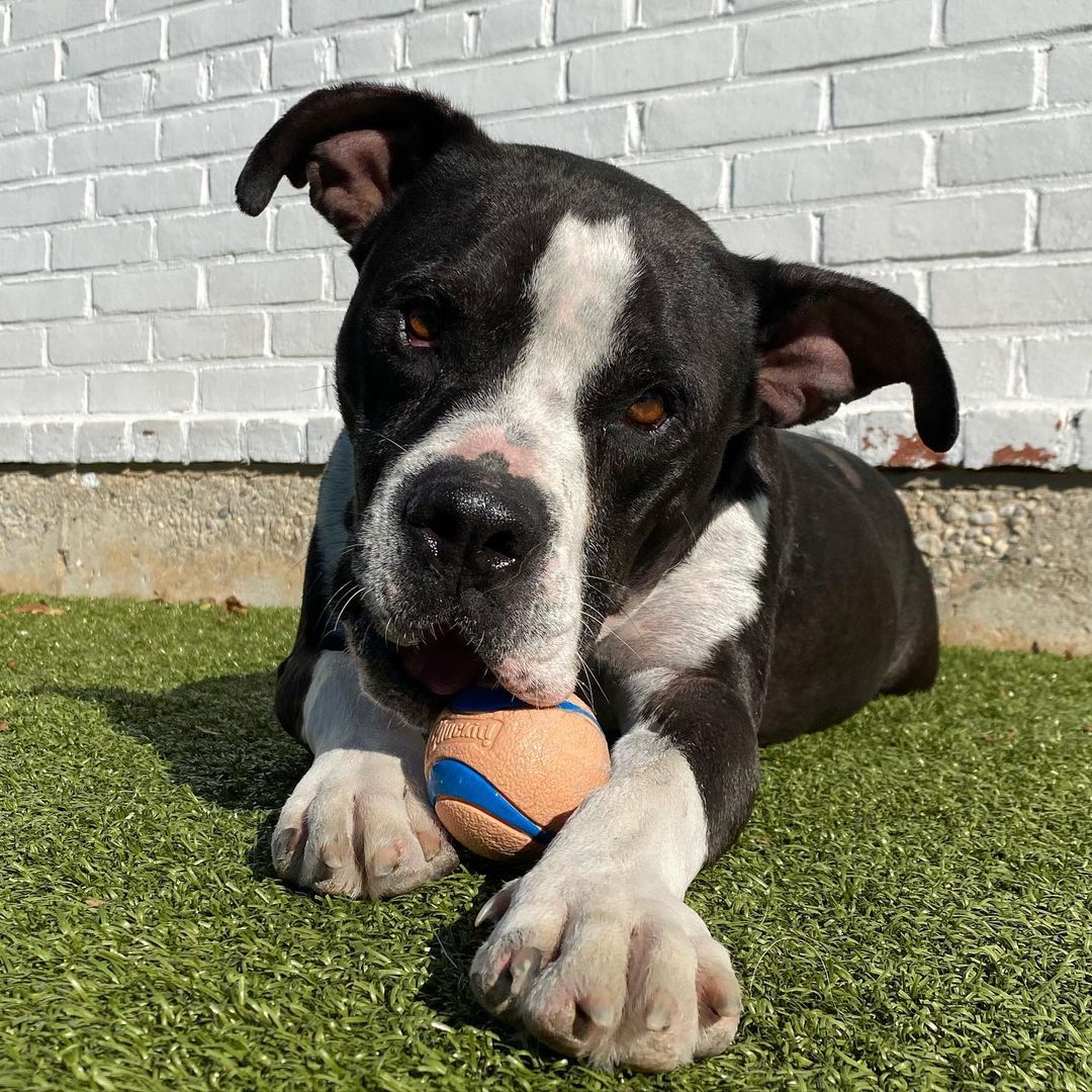 Sundays are for the pups! What a perfect fall day to do what we love; play, eat treats, snap some pictures and wait for our <a target='_blank' href='https://www.instagram.com/explore/tags/fureverfamily/'>#fureverfamily</a>! We currently have dogs from a few months old to senior age looking for homes. So many good dogs just waiting to meet you! Pictured is Lilo, Saffron, Solo, Stitch, Pretzel, Philly, Elle, Clifton, Zero, Enzo
🐾
How did you spend your Sunday? Which dog is your favorite? Comment below! Apply now or to learn about these cuties follow the link in our bio! 
:
:
:
<a target='_blank' href='https://www.instagram.com/explore/tags/dogs/'>#dogs</a> <a target='_blank' href='https://www.instagram.com/explore/tags/dogsofinstagram/'>#dogsofinstagram</a> <a target='_blank' href='https://www.instagram.com/explore/tags/dog/'>#dog</a> <a target='_blank' href='https://www.instagram.com/explore/tags/adopt/'>#adopt</a> <a target='_blank' href='https://www.instagram.com/explore/tags/adoptme/'>#adoptme</a> <a target='_blank' href='https://www.instagram.com/explore/tags/rescued/'>#rescued</a> <a target='_blank' href='https://www.instagram.com/explore/tags/labmix/'>#labmix</a> <a target='_blank' href='https://www.instagram.com/explore/tags/labrador/'>#labrador</a> <a target='_blank' href='https://www.instagram.com/explore/tags/boxer/'>#boxer</a> <a target='_blank' href='https://www.instagram.com/explore/tags/terrier/'>#terrier</a> <a target='_blank' href='https://www.instagram.com/explore/tags/labradorretriever/'>#labradorretriever</a> <a target='_blank' href='https://www.instagram.com/explore/tags/shibainu/'>#shibainu</a> <a target='_blank' href='https://www.instagram.com/explore/tags/pitbull/'>#pitbull</a> <a target='_blank' href='https://www.instagram.com/explore/tags/amstaff/'>#amstaff</a> <a target='_blank' href='https://www.instagram.com/explore/tags/staffy/'>#staffy</a> <a target='_blank' href='https://www.instagram.com/explore/tags/bully/'>#bully</a> <a target='_blank' href='https://www.instagram.com/explore/tags/mutt/'>#mutt</a> <a target='_blank' href='https://www.instagram.com/explore/tags/mix/'>#mix</a> <a target='_blank' href='https://www.instagram.com/explore/tags/pointer/'>#pointer</a> <a target='_blank' href='https://www.instagram.com/explore/tags/hound/'>#hound</a> <a target='_blank' href='https://www.instagram.com/explore/tags/doggo/'>#doggo</a> <a target='_blank' href='https://www.instagram.com/explore/tags/terrier/'>#terrier</a> <a target='_blank' href='https://www.instagram.com/explore/tags/puppy/'>#puppy</a> <a target='_blank' href='https://www.instagram.com/explore/tags/puppiesofinstagram/'>#puppiesofinstagram</a> <a target='_blank' href='https://www.instagram.com/explore/tags/puppylove/'>#puppylove</a> <a target='_blank' href='https://www.instagram.com/explore/tags/doglove/'>#doglove</a> <a target='_blank' href='https://www.instagram.com/explore/tags/goodvibes/'>#goodvibes</a> <a target='_blank' href='https://www.instagram.com/explore/tags/sundayfunday/'>#sundayfunday</a> <a target='_blank' href='https://www.instagram.com/explore/tags/sunday/'>#sunday</a><a target='_blank' href='https://www.instagram.com/explore/tags/canecorso/'>#canecorso</a>