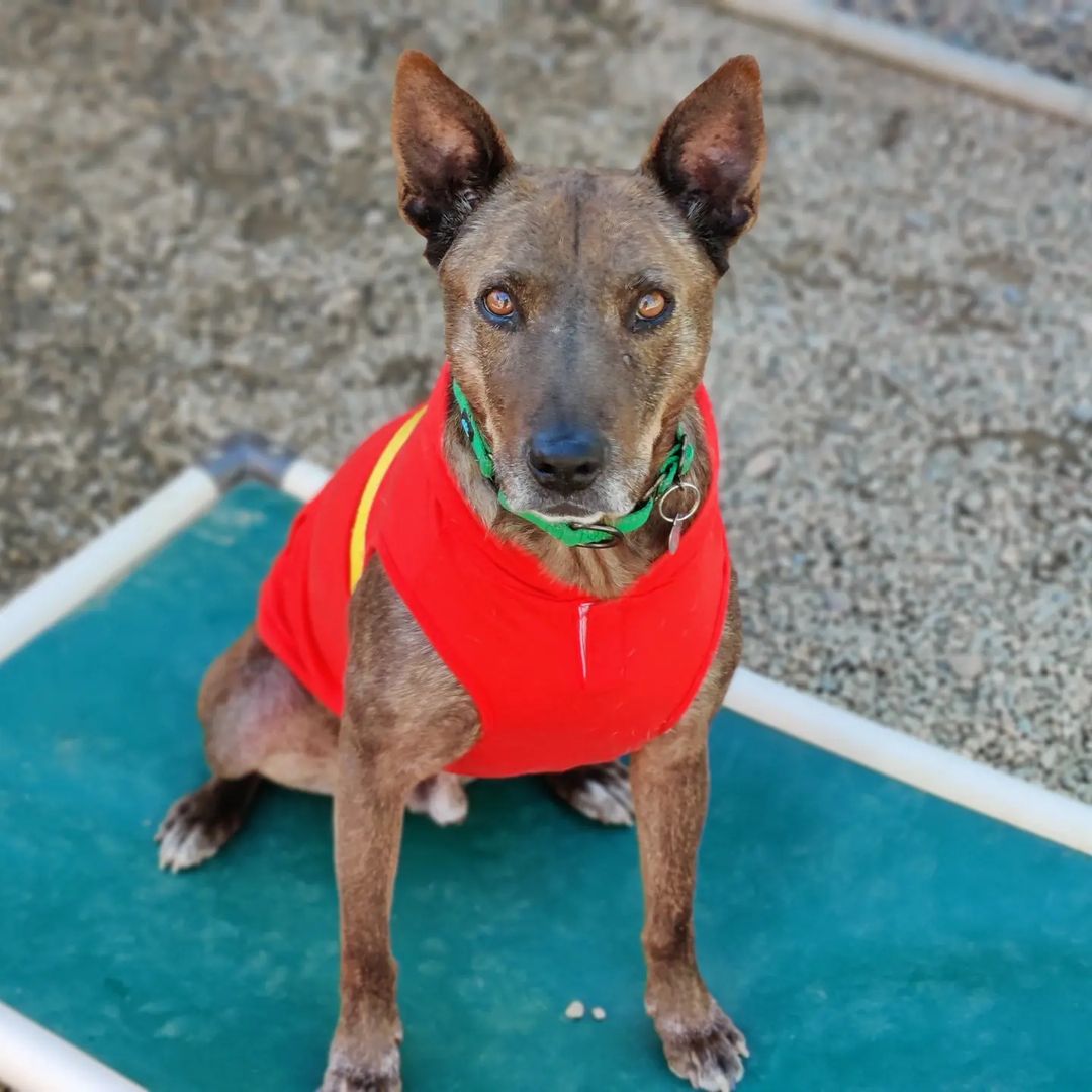 It's Senior Sunday and we'd like to present Oso! Get it? 🐶🎁😉😅 Oso is laid back, likes treats, loves cuddles, and speaks Spanish.  At 10 years old, this handsome boy deserves to be home for the holidays sleeping under the Christmas tree like all nice puppies do. Apply to adopt Oso today on our website downtowndogrescue.org or give him a share to help his people find him 🙏

<a target='_blank' href='https://www.instagram.com/explore/tags/ddroso/'>#ddroso</a> <a target='_blank' href='https://www.instagram.com/explore/tags/adoptdontshop/'>#adoptdontshop</a> <a target='_blank' href='https://www.instagram.com/explore/tags/seniorsunday/'>#seniorsunday</a> <a target='_blank' href='https://www.instagram.com/explore/tags/AustralianCattleDog/'>#AustralianCattleDog</a> <a target='_blank' href='https://www.instagram.com/explore/tags/losangeles/'>#losangeles</a> <a target='_blank' href='https://www.instagram.com/explore/tags/sharingiscaring/'>#sharingiscaring</a> <a target='_blank' href='https://www.instagram.com/explore/tags/shepherdmix/'>#shepherdmix</a>