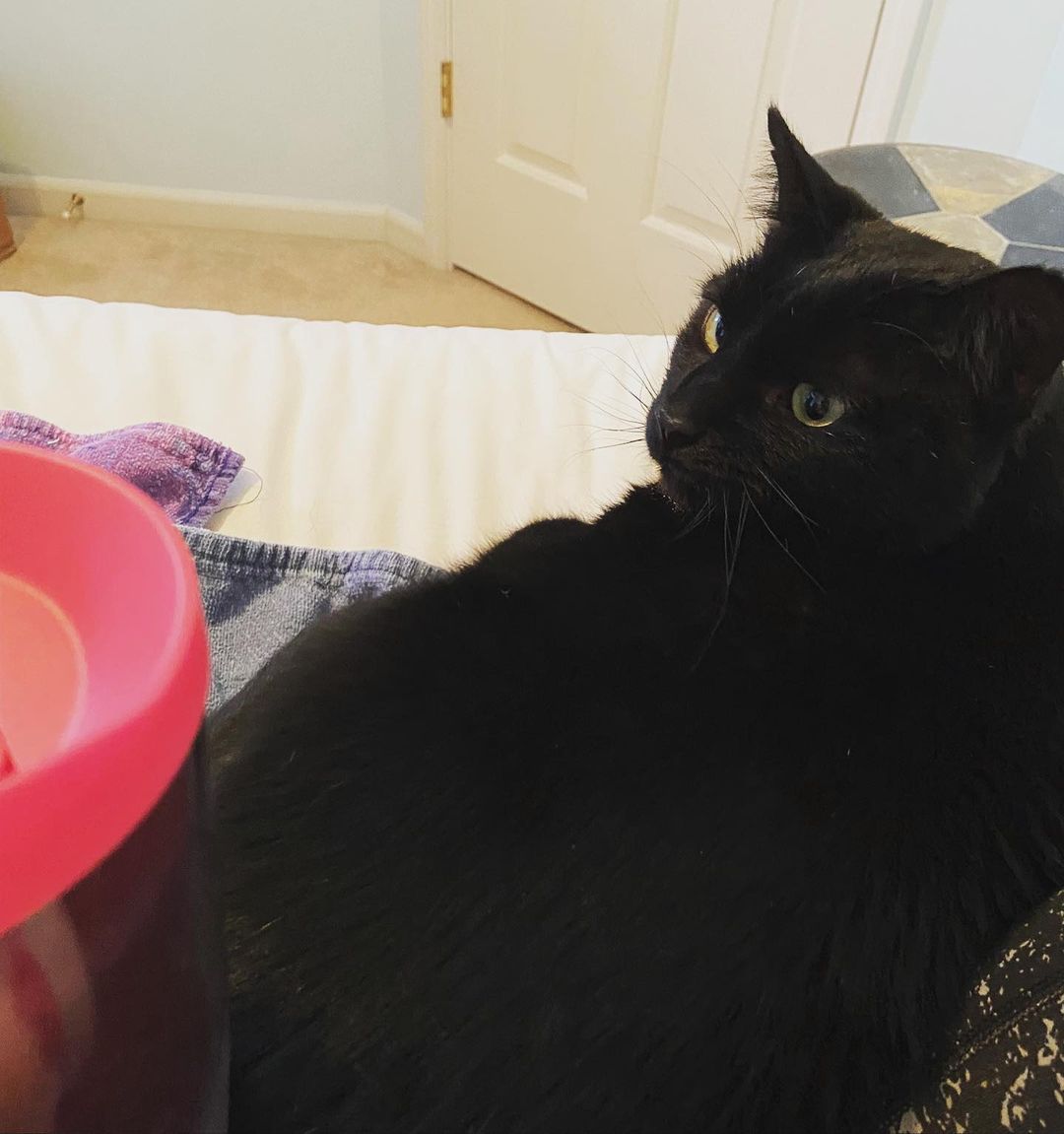 Good morning! ☀️ Starting our Monday off announcing that Binx went to his forever home this weekend! 🥳 He is obviously the most content kitty with his new forever family. ❤️

<a target='_blank' href='https://www.instagram.com/explore/tags/cherrylandhumanesociety/'>#cherrylandhumanesociety</a> <a target='_blank' href='https://www.instagram.com/explore/tags/adoptcherryland/'>#adoptcherryland</a> <a target='_blank' href='https://www.instagram.com/explore/tags/adoptdontshop/'>#adoptdontshop</a> <a target='_blank' href='https://www.instagram.com/explore/tags/catsofinstagram/'>#catsofinstagram</a> <a target='_blank' href='https://www.instagram.com/explore/tags/foreverhome/'>#foreverhome</a> <a target='_blank' href='https://www.instagram.com/explore/tags/happycat/'>#happycat</a> <a target='_blank' href='https://www.instagram.com/explore/tags/happycatclub/'>#happycatclub</a> <a target='_blank' href='https://www.instagram.com/explore/tags/adoptedcat/'>#adoptedcat</a> <a target='_blank' href='https://www.instagram.com/explore/tags/family/'>#family</a> <a target='_blank' href='https://www.instagram.com/explore/tags/kiddos/'>#kiddos</a>
