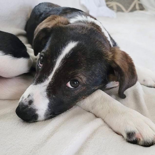 Meet Cruella!
🐾Female
🐾Age: DOB: 7/31/2021
🐾Weight: 20 lbs and growing!
🐾Breed: Beagle/Shepherd/Lab mix
💜
Hey there, I’m Cruella! Please don’t let the name deter you, I am nowhere near the Cruella you are thinking of! You see, I am one happy go lucky puppy who loves to be by my human’s side! I love to cuddle and give tons of kisses! I love playing with the resident dog and haven’t met a dog I did not like! I have also encountered neighborhood cats and did not mind them.
☀️
I enjoy playing with all the toys and enjoy walking around with my stuffies in my mouth; I also love a good chew toy! Since I am young, I am still learning all the basic manners such as house training, crate training and leash training. I am catching on quickly and since I am food motivated, I think I’ll be a pro in no time!
🍁
If you are interested in meeting Cruella, apply to adopt her at www.causeforcanines.org
Must have a flexible schedule to accommodate a puppy’s needs.
Adoption fee: $350
Must be an Ohio resident & 23 or older.
Children must be 5 or older.