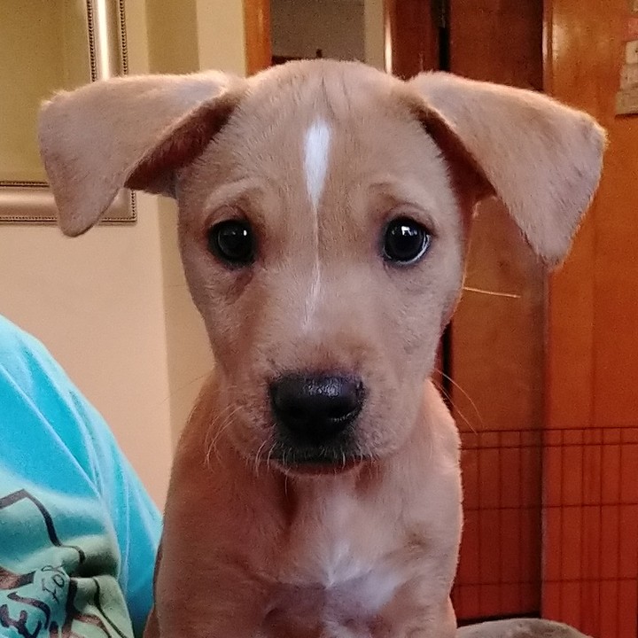 Today is Giving Tuesday: when people all around the world give to causes they care about!

Give today to support puppies like Bernice. She spent more than four weeks of her puppyhood in the shelter. Thanks to a foster home and people like you giving to her care, she spends her days splayed out on the couch now. Give today to be a part of her story!