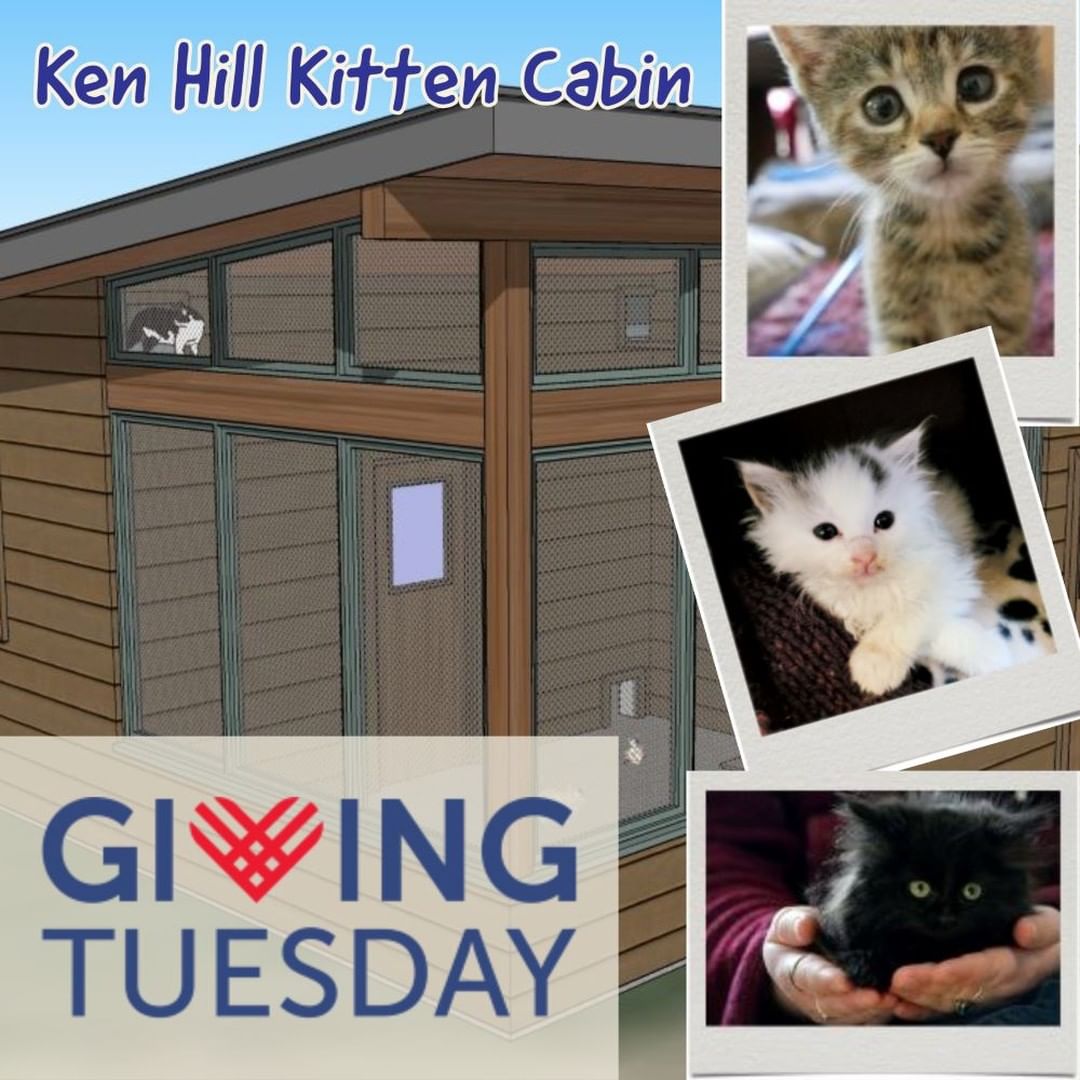 This Giving Tuesday - Give the gift that saves lives by donating to build the Ken Hill Kitten Cabin. Ken Hill's generosity and legacy has further made the kitten cabin a reality.  His bequest along with several other generous donations, have gotten us half-way to our goal!  Please help us erect a building on the shelter grounds dedicated to kitten care and sheltering.  You can donate, and learn more about our plans and progress here:  https://salmonanimalshelter.com/kitten-cabin/