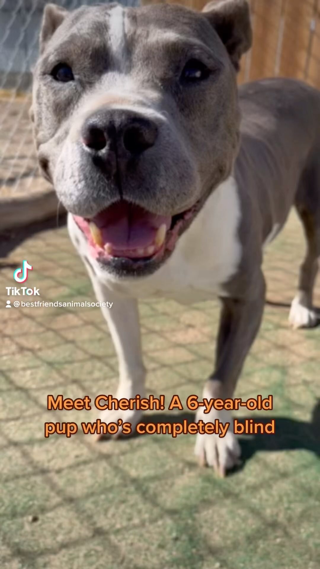 Meet Cherish! This sweet girl is totally blind and available for adoption at @bfas_la 🧡 Please consider making a donation so we can continue to help animals like Cherish by visiting the link in our bio. We can’t thank you enough for your support! -emilie