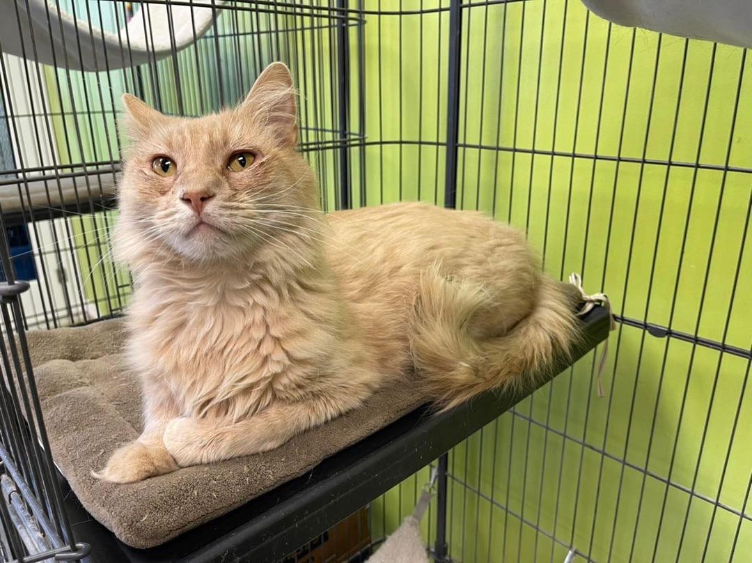 TABBY TUESDAY!

MEET MONGO!

Look at this boy! From his beautiful orange tabby coat to his monochromatic eyes, he is extremely charismatic 👀

 This boy was circling a local neighborhood and finally found a house he would sit outside and meow at desperately wanting inside! We searched for how owner and no one ever came for him. He is a happy boy and continues to settle in at the shelter while enjoying safety and all the food and water he wants. He absolutely loves attention! He has ginormous paws and he is front paw declawed.

Mongo is 2-3 years old. He is front declawed neutered, vaccinated and microchipped. His adoption fee will be $25 in honor of tabby tuesday if you fill out an application by Friday, December 3rd. Www.panorapets.com to do so. 

💚💚💚