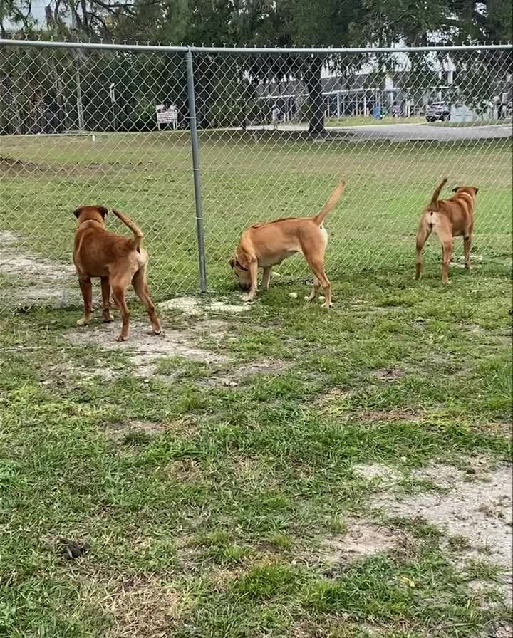 The ridgeback family (Bam Bam, Mimi, and Coco) are great alert dogs! They are always letting us know when someone comes near our shelter property. 

But don’t let those barks fool you, they love everyone they meet! Humans are their favorite!

They would be great farm dogs, or great family dogs, they are happy to be right by your side and will always make sure you are safe and sound ♥️🐾

For more info on this friendly family, Check out their bios on our website! 👇🏻👇🏻👇🏻

https://www.runawaysanimalrescue.org/adoptions