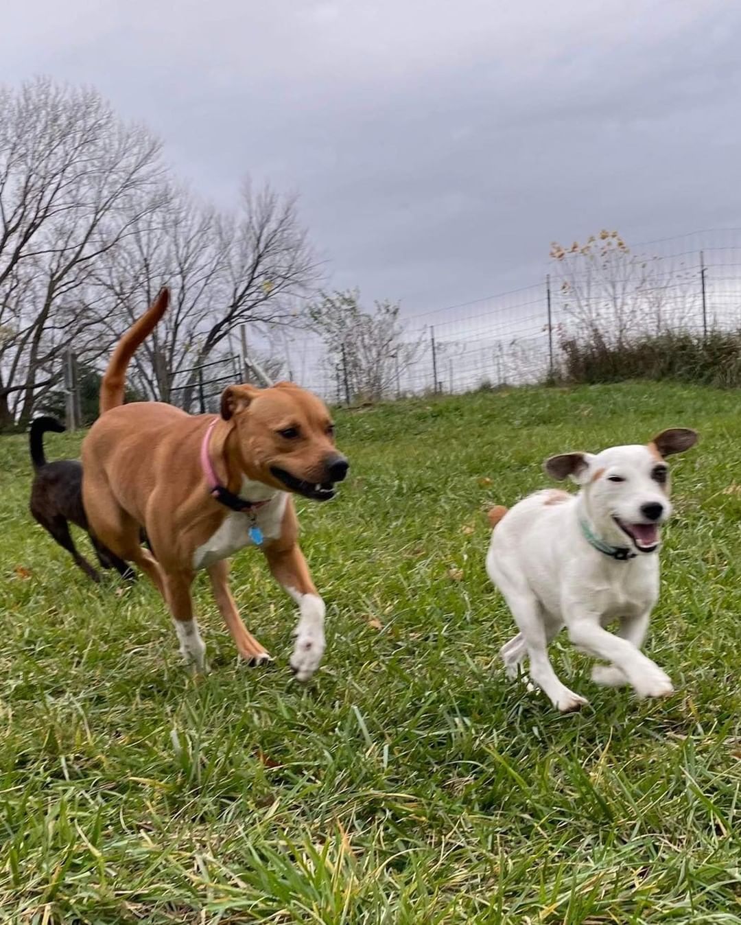 Pippin is an almost 2 yr old terrier mix who is a total lovebug! When she takes a break from frolicking, she loves to cuddle up! She does well with dogs and kids and will make your home complete with her sweet and caring nature. Who will give this girl a place in their home and heart?

https://www.petfinder.com/dog/pippin-53054823/mo/kansas-city/lucky-13-rescue-inc-mo689/

Interested in adopting?
https://www.shelterluv.com/matchme/adopt/LUCK/Dog