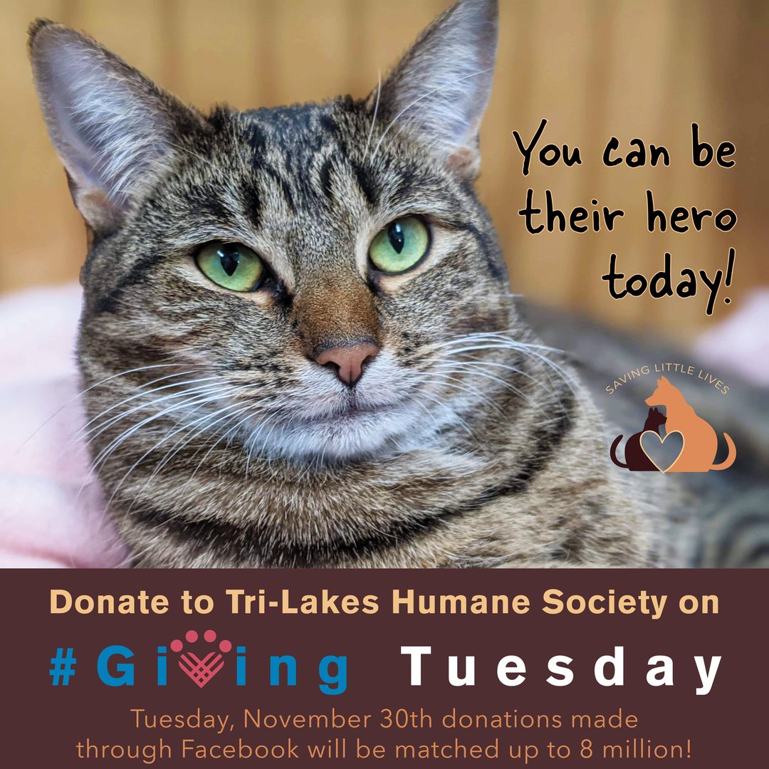 Today is <a target='_blank' href='https://www.instagram.com/explore/tags/GivingTuesday/'>#GivingTuesday</a> and a great opportunity for you to make a difference for animals in need!

If you can, please consider donating today, creating your own fundraiser for our shelter, or becoming a monthly donor. Anything and everything helps make sure that the animals in our care receive everything they need, from the little things that bring joy to life-saving medical care. 

Your support changes lives. With your help, we can help them complete their journey from homeless to home. That's the power of giving. That's the power of you.