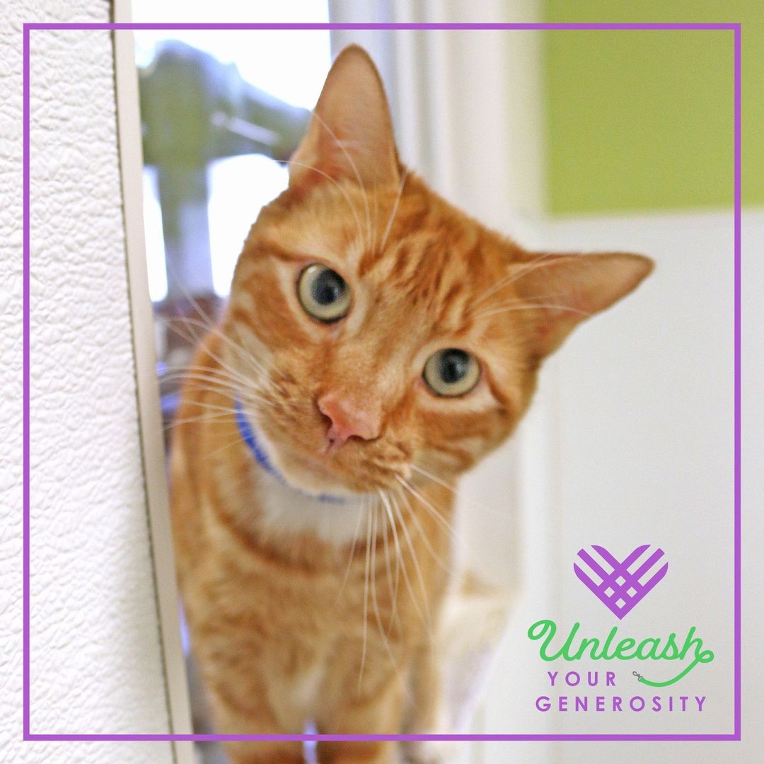 <a target='_blank' href='https://www.instagram.com/explore/tags/GivingTuesday/'>#GivingTuesday</a> is in three days and this year Buster Bluth expects all the attention and tasty treats he can get! Like all pets, he deserves the boundless care and security of a loving home. This <a target='_blank' href='https://www.instagram.com/explore/tags/GivingTuesday/'>#GivingTuesday</a>, you can help pets like Buster Bluth find their forever families! Will you unleash your generosity? Donate now by visiting our link in bio! ⁠
⁠
Thanks to a generous donor, all <a target='_blank' href='https://www.instagram.com/explore/tags/GivingTuesday/'>#GivingTuesday</a> donations will be matched dollar-for-dollar up to $5,000 total!⁠
⁠
Don’t forget to use the hashtags <a target='_blank' href='https://www.instagram.com/explore/tags/GivingTuesday/'>#GivingTuesday</a>, <a target='_blank' href='https://www.instagram.com/explore/tags/PerfectPetNM/'>#PerfectPetNM</a> and <a target='_blank' href='https://www.instagram.com/explore/tags/AnimalHumaneNM/'>#AnimalHumaneNM</a> to share how you’re making a difference!⁠
.⁠
.⁠
.⁠
.⁠
.⁠
<a target='_blank' href='https://www.instagram.com/explore/tags/animalhumanenewmexico/'>#animalhumanenewmexico</a> <a target='_blank' href='https://www.instagram.com/explore/tags/animalhumanenm/'>#animalhumanenm</a> <a target='_blank' href='https://www.instagram.com/explore/tags/petlovers/'>#petlovers</a> <a target='_blank' href='https://www.instagram.com/explore/tags/ilovepets/'>#ilovepets</a> <a target='_blank' href='https://www.instagram.com/explore/tags/opttoadopt/'>#opttoadopt</a> <a target='_blank' href='https://www.instagram.com/explore/tags/adoptapet/'>#adoptapet</a> <a target='_blank' href='https://www.instagram.com/explore/tags/rescuepets/'>#rescuepets</a> <a target='_blank' href='https://www.instagram.com/explore/tags/rescues/'>#rescues</a> <a target='_blank' href='https://www.instagram.com/explore/tags/rescuedismyfavouritebreed/'>#rescuedismyfavouritebreed</a> <a target='_blank' href='https://www.instagram.com/explore/tags/adoptionsaveslives/'>#adoptionsaveslives</a> <a target='_blank' href='https://www.instagram.com/explore/tags/rescuecatsrock/'>#rescuecatsrock</a> <a target='_blank' href='https://www.instagram.com/explore/tags/spayneuter/'>#spayneuter</a> <a target='_blank' href='https://www.instagram.com/explore/tags/petrescue/'>#petrescue</a> <a target='_blank' href='https://www.instagram.com/explore/tags/furfamily/'>#furfamily</a> <a target='_blank' href='https://www.instagram.com/explore/tags/rescuecatsofinstagram/'>#rescuecatsofinstagram</a> <a target='_blank' href='https://www.instagram.com/explore/tags/adoptastray/'>#adoptastray</a>⁠ <a target='_blank' href='https://www.instagram.com/explore/tags/petfinder/'>#petfinder</a> <a target='_blank' href='https://www.instagram.com/explore/tags/rescuedog/'>#rescuedog</a> <a target='_blank' href='https://www.instagram.com/explore/tags/adoptdontshop/'>#adoptdontshop</a> <a target='_blank' href='https://www.instagram.com/explore/tags/stray/'>#stray</a> <a target='_blank' href='https://www.instagram.com/explore/tags/rescuecat/'>#rescuecat</a> <a target='_blank' href='https://www.instagram.com/explore/tags/rescuesofinstagram/'>#rescuesofinstagram</a> <a target='_blank' href='https://www.instagram.com/explore/tags/sheltercat/'>#sheltercat</a>  <a target='_blank' href='https://www.instagram.com/explore/tags/give/'>#give</a>