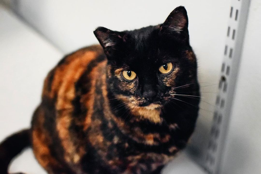 Sweet Autumn is looking for a home! She is very curious and loving! Send us an email to meet her!❤️🐾 <a target='_blank' href='https://www.instagram.com/explore/tags/adoptacat/'>#adoptacat</a> <a target='_blank' href='https://www.instagram.com/explore/tags/adoption/'>#adoption</a> <a target='_blank' href='https://www.instagram.com/explore/tags/adoptpurelove/'>#adoptpurelove</a> <a target='_blank' href='https://www.instagram.com/explore/tags/catsofinstagram/'>#catsofinstagram</a> <a target='_blank' href='https://www.instagram.com/explore/tags/catstagram/'>#catstagram</a>