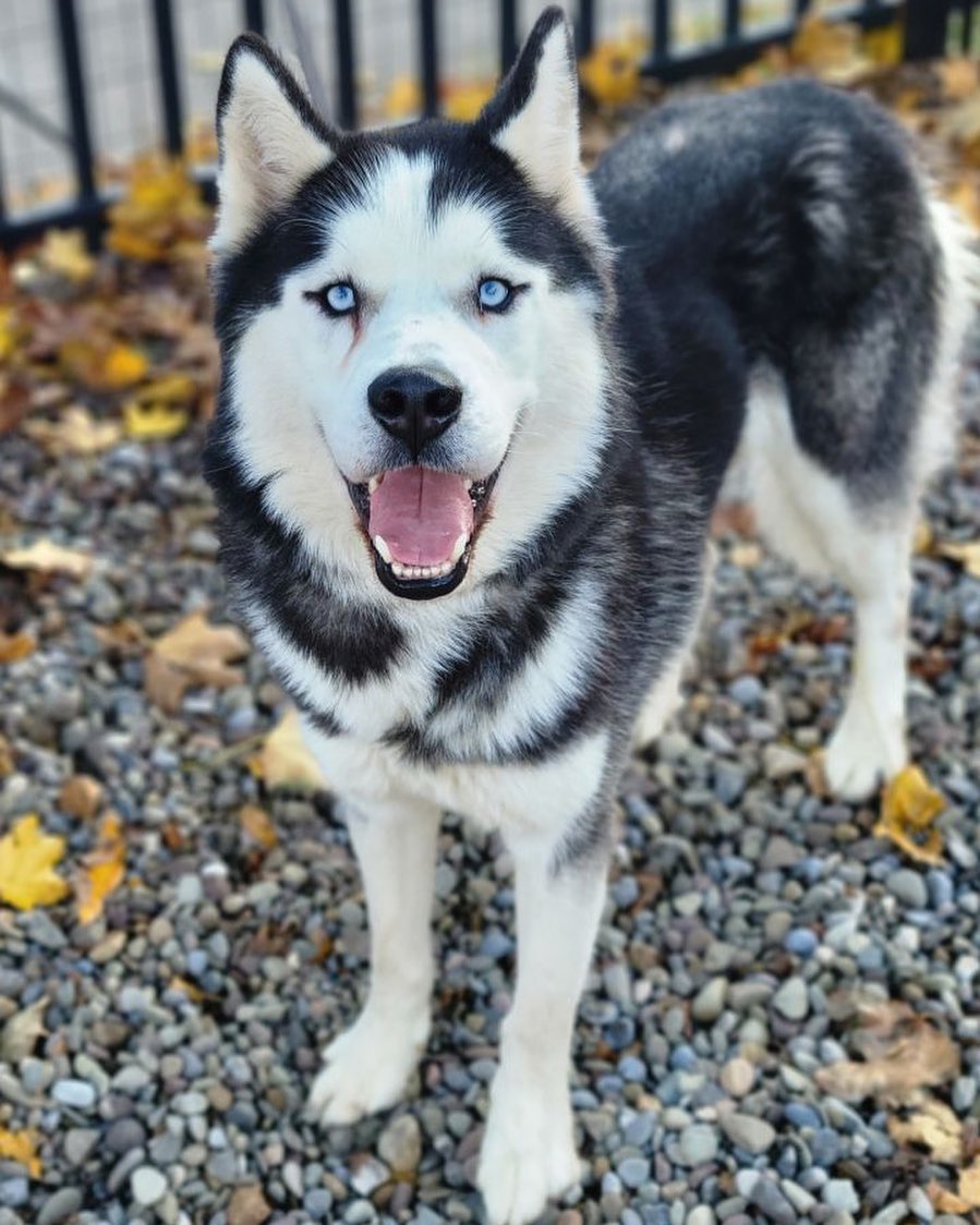 pet id 
49033147

Tundra is an approximately 2-3 year old husky who came to the shelter as a stray and was never claimed. He has the most gorgeous blue eyes that are hard to look away from! Tundra is still new to the shelter environment and getting used to life here, so we are learning about his personality. Tundra is pretty aloof and has his shy moments. Despite the big smile in his pictures, he is not an outgoing dog who will greet new people with kisses and tail wags. To earn this guy's friendship will require time, consistency and patience. Please do not expect a movie montage moment of love, with a blaring soundtrack in the background when you meet him . Because Tundra is on the nervous side, we would like to find him a home without children to help him decompress and find his place in the world. Also, a husky savvy home who understands the needs and quirks of this breed will be needed. Tundra has been fine with the dogs he has met thus far at the shelter, and might benefit from a canine pal to help him transition better to life as a pet.