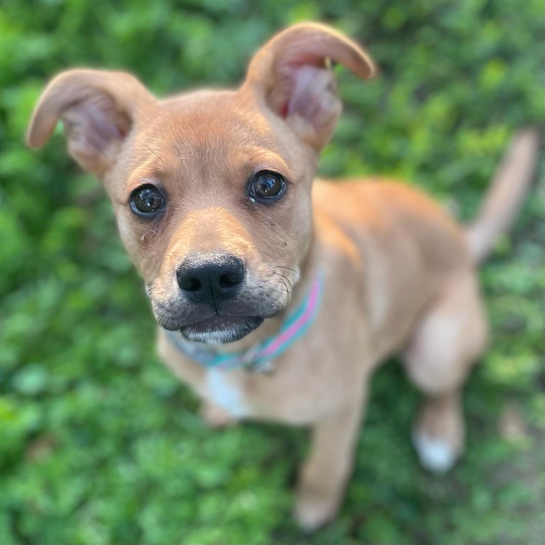 Hey there! It’s me Honey Bear! My foster mom says I’m just as sweet as honey and so very loving and cuddly. I’m a pretty amazing and well behaved 3 month old pup. I’m crate trained, seem to be house trained, good in the car, good off leash, large and small dog friendly, cat friendly, and am very quiet! I even know how to sit and am super treat motivated! My foster mom isn’t 100% sure what I am as I am a medium sized girl who is about 18 pounds right now. I will be about 50 pounds when full grown. She’s guessing me to be a Terrier and Shepherd mix! Whatever I am I sure am cute with goofy ears! I love to play with humans and other dogs and get the zoomies. I’m sure to be the perfect addition to anyone’s family. If that family is you please complete an online adoption application for me or contact my foster mom at (559)267-3607!