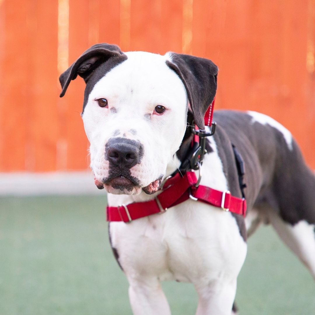 Meet our Pet of the Week, Bingo! This adorable, black & white, Boxer & American Pit Bull cross is a 3-year-old bundle of fun. Bingo is passionate about playtime & has been known to be an excellent companion to other pups. He greatly enjoys chase play & wrestling but he's also happy to simply co-exist with four-legged friends. Young & energetic, Bingo is eager to please, already knows SIT & would be delighted to learn more skills with you by his side. Bingo is a big, affectionate boy who would appreciate going on daily walks, playing games in the backyard & will freely give lots of love to his new family. When you make Bingo a part of your life, you'll feel like you won the lottery! ⁠
⁠
Visit our link in bio to view Bingo's online profile or meet him in person at Animal Humane's Main Campus location. ⁠
.⁠
.⁠
.⁠
.⁠
.⁠
<a target='_blank' href='https://www.instagram.com/explore/tags/petoftheweek/'>#petoftheweek</a> <a target='_blank' href='https://www.instagram.com/explore/tags/adoptme/'>#adoptme</a> <a target='_blank' href='https://www.instagram.com/explore/tags/animalhumanenewmexico/'>#animalhumanenewmexico</a> <a target='_blank' href='https://www.instagram.com/explore/tags/animalhumanenm/'>#animalhumanenm</a> <a target='_blank' href='https://www.instagram.com/explore/tags/petlovers/'>#petlovers</a> <a target='_blank' href='https://www.instagram.com/explore/tags/ilovepets/'>#ilovepets</a> <a target='_blank' href='https://www.instagram.com/explore/tags/adoptapet/'>#adoptapet</a> <a target='_blank' href='https://www.instagram.com/explore/tags/rescuepets/'>#rescuepets</a> <a target='_blank' href='https://www.instagram.com/explore/tags/rescues/'>#rescues</a> <a target='_blank' href='https://www.instagram.com/explore/tags/rescuedismyfavouritebreed/'>#rescuedismyfavouritebreed</a> <a target='_blank' href='https://www.instagram.com/explore/tags/adoptionsaveslives/'>#adoptionsaveslives</a> <a target='_blank' href='https://www.instagram.com/explore/tags/rescuecatsrock/'>#rescuecatsrock</a> <a target='_blank' href='https://www.instagram.com/explore/tags/spayneuter/'>#spayneuter</a> <a target='_blank' href='https://www.instagram.com/explore/tags/petrescue/'>#petrescue</a> <a target='_blank' href='https://www.instagram.com/explore/tags/furfamily/'>#furfamily</a> <a target='_blank' href='https://www.instagram.com/explore/tags/rescuecatsofinstagram/'>#rescuecatsofinstagram</a> <a target='_blank' href='https://www.instagram.com/explore/tags/adoptastray/'>#adoptastray</a>⁠ <a target='_blank' href='https://www.instagram.com/explore/tags/petfinder/'>#petfinder</a> <a target='_blank' href='https://www.instagram.com/explore/tags/rescuedog/'>#rescuedog</a> <a target='_blank' href='https://www.instagram.com/explore/tags/adoptdontshop/'>#adoptdontshop</a> <a target='_blank' href='https://www.instagram.com/explore/tags/stray/'>#stray</a> <a target='_blank' href='https://www.instagram.com/explore/tags/rescuesofinstagram/'>#rescuesofinstagram</a> <a target='_blank' href='https://www.instagram.com/explore/tags/sheltercat/'>#sheltercat</a> <a target='_blank' href='https://www.instagram.com/explore/tags/shelterdog/'>#shelterdog</a> <a target='_blank' href='https://www.instagram.com/explore/tags/rescuedogsofinstagram/'>#rescuedogsofinstagram</a> <a target='_blank' href='https://www.instagram.com/explore/tags/staffordshireterrier/'>#staffordshireterrier</a> <a target='_blank' href='https://www.instagram.com/explore/tags/mixedbreed/'>#mixedbreed</a> <a target='_blank' href='https://www.instagram.com/explore/tags/bingo/'>#bingo</a> <a target='_blank' href='https://www.instagram.com/explore/tags/boxer/'>#boxer</a> <a target='_blank' href='https://www.instagram.com/explore/tags/boxersofabq/'>#boxersofabq</a>