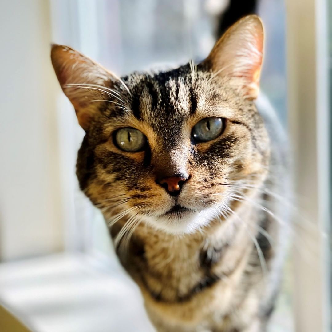 Leo would love to have a family of his very own this holiday season. This handsome tabby will happily talk the day away with you or curl up for a cuddle when it's time to relax. He loves receiving attention, especially in the form of belly rubs. Leo is an indoor only cat due to being FIV+. All the more time to spend with his beloved people!
Fill out an adoption application for Leo on our website (link in bio).

<a target='_blank' href='https://www.instagram.com/explore/tags/Sanctuary/'>#Sanctuary</a> <a target='_blank' href='https://www.instagram.com/explore/tags/CareFarm/'>#CareFarm</a> <a target='_blank' href='https://www.instagram.com/explore/tags/SanctuaryOne/'>#SanctuaryOne</a> <a target='_blank' href='https://www.instagram.com/explore/tags/Cats/'>#Cats</a> <a target='_blank' href='https://www.instagram.com/explore/tags/Cat/'>#Cat</a> <a target='_blank' href='https://www.instagram.com/explore/tags/Adopt/'>#Adopt</a> <a target='_blank' href='https://www.instagram.com/explore/tags/Adoptable/'>#Adoptable</a> <a target='_blank' href='https://www.instagram.com/explore/tags/Share/'>#Share</a> <a target='_blank' href='https://www.instagram.com/explore/tags/Rescue/'>#Rescue</a> <a target='_blank' href='https://www.instagram.com/explore/tags/Animals/'>#Animals</a>