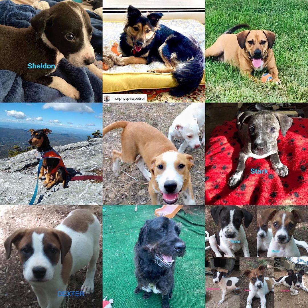 Today, <a target='_blank' href='https://www.instagram.com/explore/tags/givingtuesday/'>#givingtuesday</a>, we celebrate the many faces of <a target='_blank' href='https://www.instagram.com/explore/tags/harveyshopeanimalrescue/'>#harveyshopeanimalrescue</a> 
.
Your support and generosity have made it possible for us to save the lives of 1,100+ pups, who had been abused, unwanted or neglected. Pups of all ages, breeds and sizes. We often ask for help from our supporters, who always answer the call. We ask again today…please…give hope, give life, give love. Please donate.
.
<a target='_blank' href='https://www.instagram.com/explore/tags/givingtuesday2021/'>#givingtuesday2021</a> <a target='_blank' href='https://www.instagram.com/explore/tags/hhar/'>#hhar</a> <a target='_blank' href='https://www.instagram.com/explore/tags/savinglives/'>#savinglives</a> <a target='_blank' href='https://www.instagram.com/explore/tags/donate/'>#donate</a> <a target='_blank' href='https://www.instagram.com/explore/tags/give/'>#give</a> <a target='_blank' href='https://www.instagram.com/explore/tags/dogood/'>#dogood</a> <a target='_blank' href='https://www.instagram.com/explore/tags/helpushelpthem/'>#helpushelpthem</a>