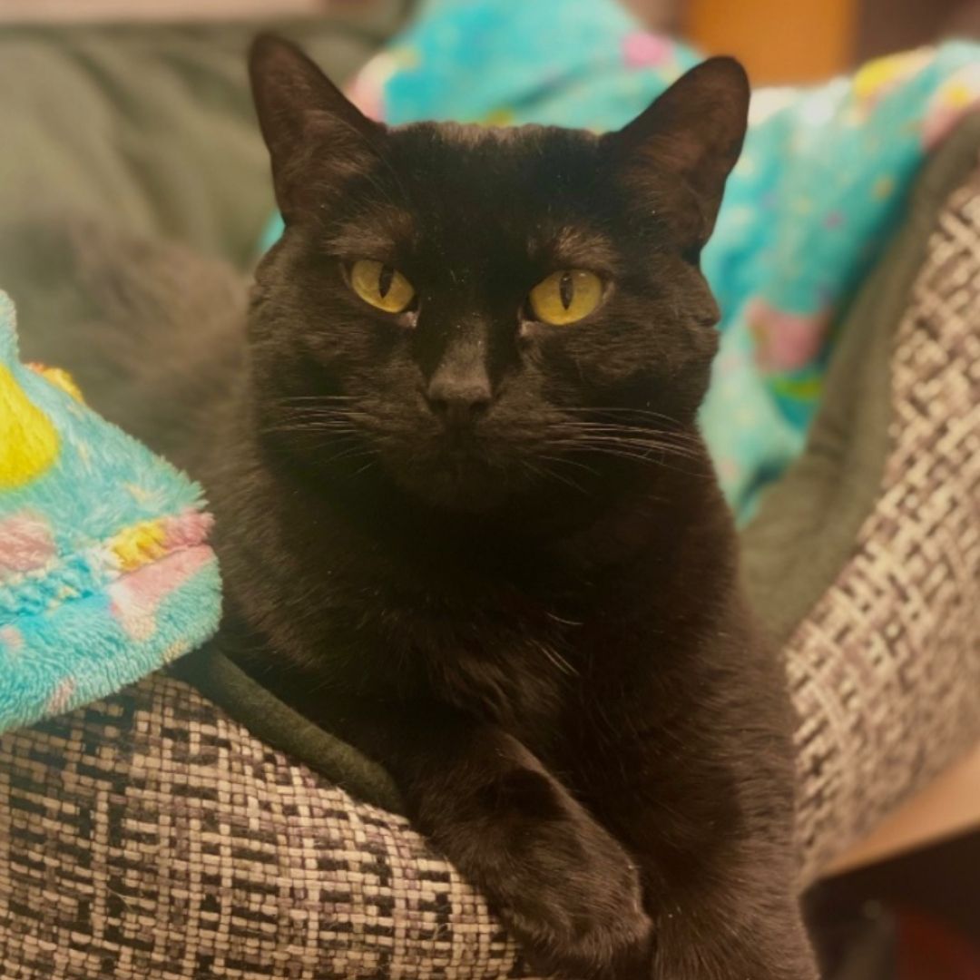 For <a target='_blank' href='https://www.instagram.com/explore/tags/SeniorSunday/'>#SeniorSunday</a> this week, we want to highlight Jessie! She's been around for a whole decade and she's been with Nuzzles since May 2019. Jessie is an excellent lobby kitty, who clocks in every day to work with our Rescue Ranch team. She loves to prance across the computer keyboard and perch in the printer paper stacks. If you ever have a typo, Jessie might be to blame! So she definitely keeps us all on our toes with proofreading. Jessie also helps our behavior team with dog assessments too! Because she's such a hard-working gal. @markmillersubaru waived her adoption fee 💕 ⠀
⠀
I'm sure Jessie loves her job here, but she'll probably love retirement even more. We encourage you to take this gal home today for the holidays! ⠀
<a target='_blank' href='https://www.instagram.com/explore/tags/HomeForTheHolidays/'>#HomeForTheHolidays</a> <a target='_blank' href='https://www.instagram.com/explore/tags/SeniorSunday/'>#SeniorSunday</a> <a target='_blank' href='https://www.instagram.com/explore/tags/TakeMeHome/'>#TakeMeHome</a> <a target='_blank' href='https://www.instagram.com/explore/tags/RescueCats/'>#RescueCats</a>