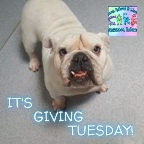 SUPER SPECIAL GIVING TUESDAY of 2021 has now arrived!  Tell our FUR FOLK that you love them LOTS by sending a donation today!  Help us give these little ones a second chance - https://buff.ly/2IlG7i3 or Text CARE4PETS to 44-321 to send a little luv to the fur folk!