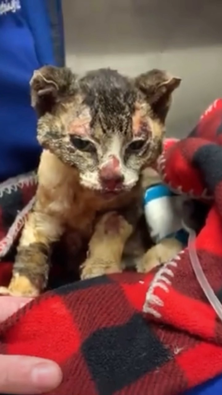 Today for <a target='_blank' href='https://www.instagram.com/explore/tags/GivingTuesday/'>#GivingTuesday</a>, we wanted to show you just one of the many lives you have helped save with your donations to Animal Care - meet Lila, a burn victim kitty. Her pictures don’t do her justice - so we wanted to share a video just after her surgery with you all. With the funds we raise in our medical fundraiser, Lila was able to get the medical help she needed to save her life. 

We are currently halfway to our <a target='_blank' href='https://www.instagram.com/explore/tags/GivingTuesday/'>#GivingTuesday</a> goal of $10,000 for specialized medical care for shelter pets for the upcoming year - which is INCREDIBLE!! We would like to thank each and everyone who has donated so far & helped us spread the word! Please help us continue to raise the funds necessary to help the animals who need us most. ♥️