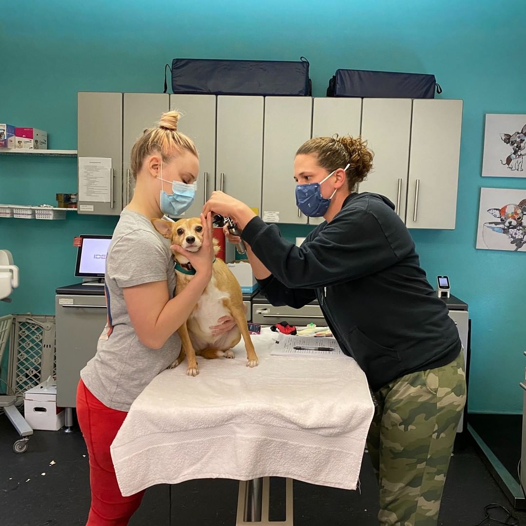 <a target='_blank' href='https://www.instagram.com/explore/tags/24HoursOfGratitude/'>#24HoursOfGratitude</a> - The Vet Team! Thank you for keeping the mutts healthy and entertained, vet squad! You give our mutts top notch care and help them to live long, healthy lives in their forever homes. <a target='_blank' href='https://www.instagram.com/explore/tags/GivingTuesday/'>#GivingTuesday</a> Donate now to our matching campaign! Link in bio.