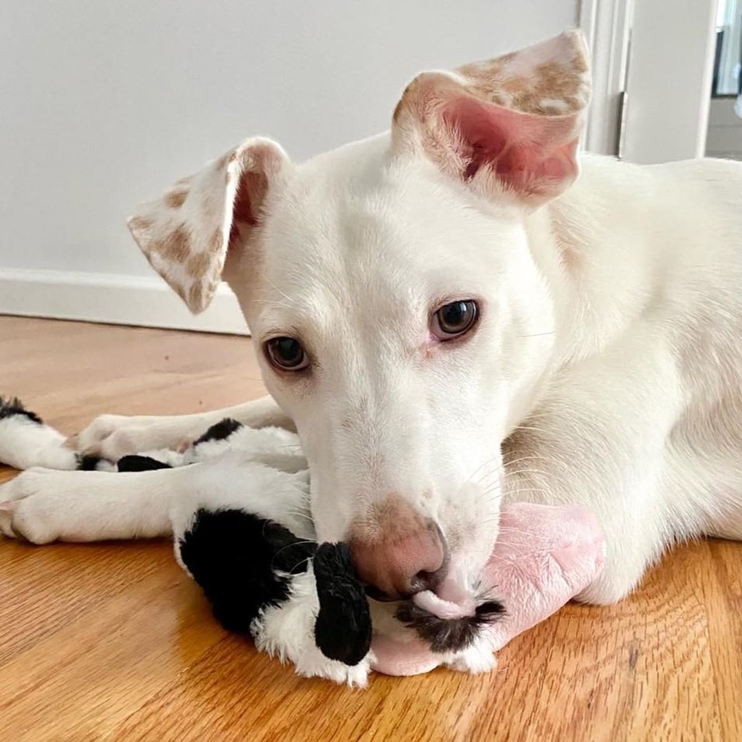 𝗠𝗘𝗘𝗧 𝗞𝗢𝗥𝗣𝗨𝗦!!
Korpus is a 6 month old energetic, yet super loving pup with the cutest spotted ears! He loves people and other dogs. He is very loyal and will always want to be right by your side in your home. He loves curling up beside you for cuddles and is obsessed with being pet and scratched! He has been crate trained, sleeping in it during the night, (and even voluntarily during the day), and learns very quickly! Korpus is more than ready for his forever home!

Apply to foster or adopt her ⬇️
https://snarrnortheast.org/adopt/
https://snarrnortheast.org/foster

<a target='_blank' href='https://www.instagram.com/explore/tags/adoptdontshop/'>#adoptdontshop</a> <a target='_blank' href='https://www.instagram.com/explore/tags/rescue/'>#rescue</a> <a target='_blank' href='https://www.instagram.com/explore/tags/animallovers/'>#animallovers</a> <a target='_blank' href='https://www.instagram.com/explore/tags/dog/'>#dog</a> <a target='_blank' href='https://www.instagram.com/explore/tags/love/'>#love</a> <a target='_blank' href='https://www.instagram.com/explore/tags/dogrescue/'>#dogrescue</a> <a target='_blank' href='https://www.instagram.com/explore/tags/rescuedog/'>#rescuedog</a> <a target='_blank' href='https://www.instagram.com/explore/tags/adopt/'>#adopt</a> <a target='_blank' href='https://www.instagram.com/explore/tags/fosteringsaveslives/'>#fosteringsaveslives</a> <a target='_blank' href='https://www.instagram.com/explore/tags/doglover/'>#doglover</a> <a target='_blank' href='https://www.instagram.com/explore/tags/snarrnortheastrescue/'>#snarrnortheastrescue</a> <a target='_blank' href='https://www.instagram.com/explore/tags/givinghopetothehopeless/'>#givinghopetothehopeless</a> <a target='_blank' href='https://www.instagram.com/explore/tags/secondchances/'>#secondchances</a>