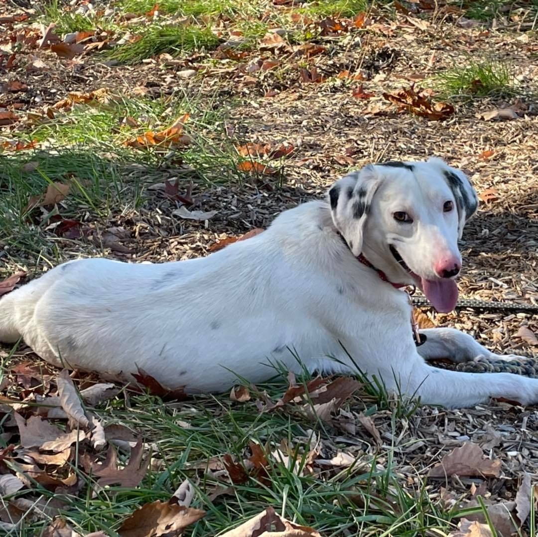 What a great day to hang out with the dogs at the shelter!