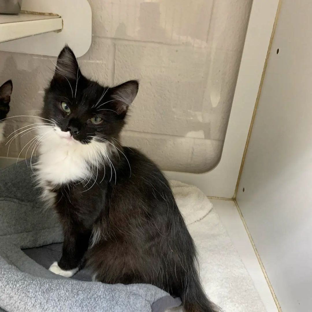 Start your week off right by coming in and cuddling with Sylvester and Tweety Bird tomorrow 😻

We assure you there is no better cure for a case of the Mondays!

<a target='_blank' href='https://www.instagram.com/explore/tags/adoptable/'>#adoptable</a> <a target='_blank' href='https://www.instagram.com/explore/tags/kittens/'>#kittens</a> <a target='_blank' href='https://www.instagram.com/explore/tags/laketahoe/'>#laketahoe</a>
<a target='_blank' href='https://www.instagram.com/explore/tags/tahoe/'>#tahoe</a> <a target='_blank' href='https://www.instagram.com/explore/tags/inclinevillage/'>#inclinevillage</a>