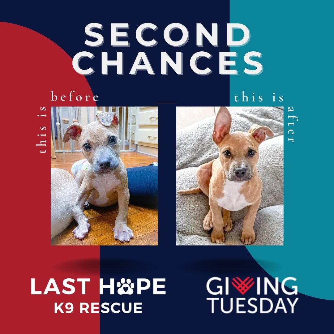 On <a target='_blank' href='https://www.instagram.com/explore/tags/GivingTuesday/'>#GivingTuesday</a>, we celebrate transformations that would not be possible without your support.

Our dogs come from shelters in Arkansas, many of them high-kill or without adequate medical care for the dogs. With just a few weeks in foster care, this pup's life was changed from emaciated and sick to happy and healthy. Just look at those ears, they alone tell a story!

Our fosters in Arkansas and Massachusetts give of their time, homes and talent to save these dogs, but as an all-volunteer organization, we rely on financial support from supporters like you to save even more lives from sickness, breed discrimination, euthanasia and abuse.

Please consider making a gift of any size to Last Hope K9 today. As an all-volunteer organization, every single dollar benefits our foster dogs directly and saves lives in Massachusetts and Arkansas. Link in bio.