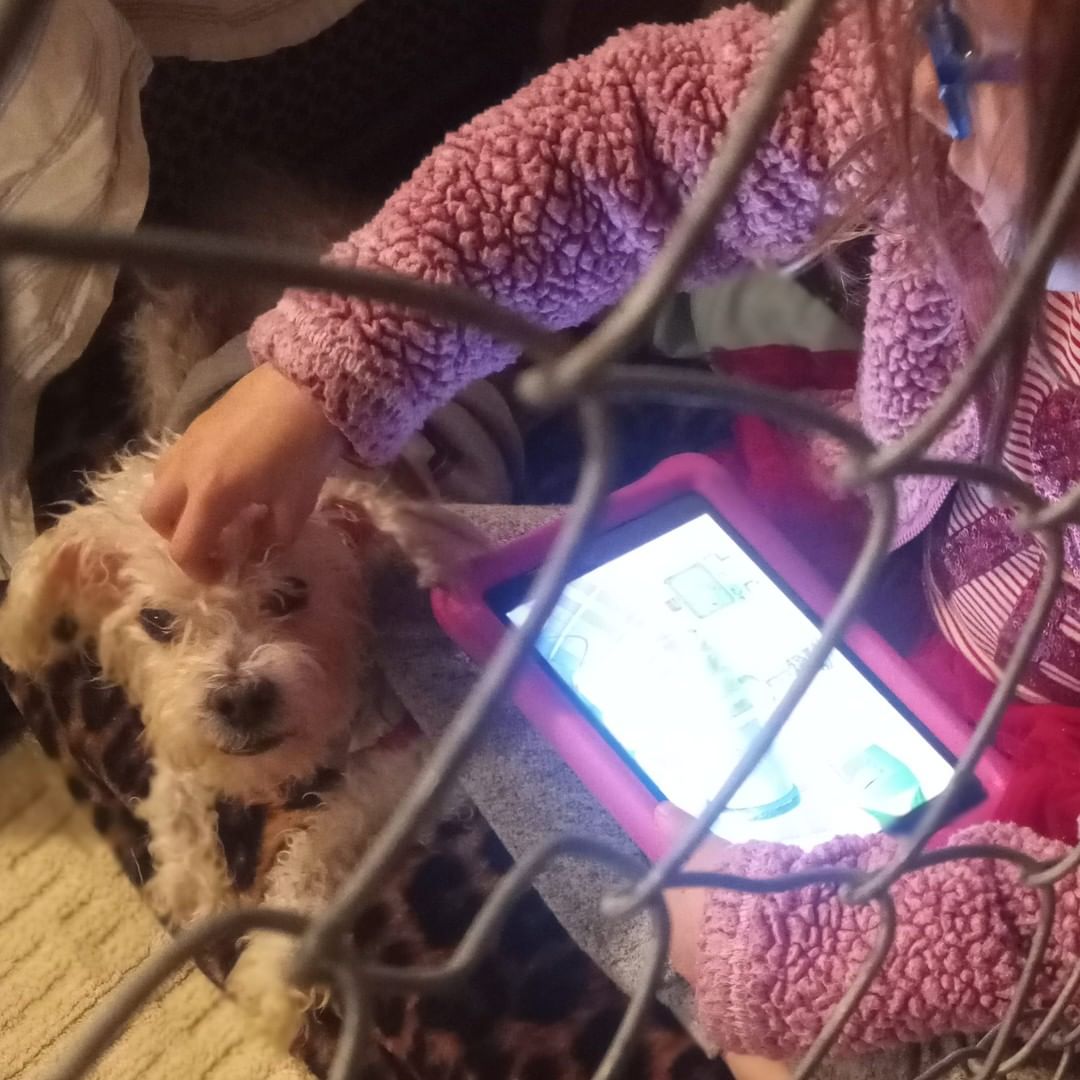 Sheldon getting some pets and snuggles in before bed time by one of our junior volunteers. He just loves to be included ans sit close by. Still looking for a hospice foster for this boy.

<a target='_blank' href='https://www.instagram.com/explore/tags/Sheldon/'>#Sheldon</a> <a target='_blank' href='https://www.instagram.com/explore/tags/poodlemix/'>#poodlemix</a> <a target='_blank' href='https://www.instagram.com/explore/tags/needshospicefoster/'>#needshospicefoster</a>