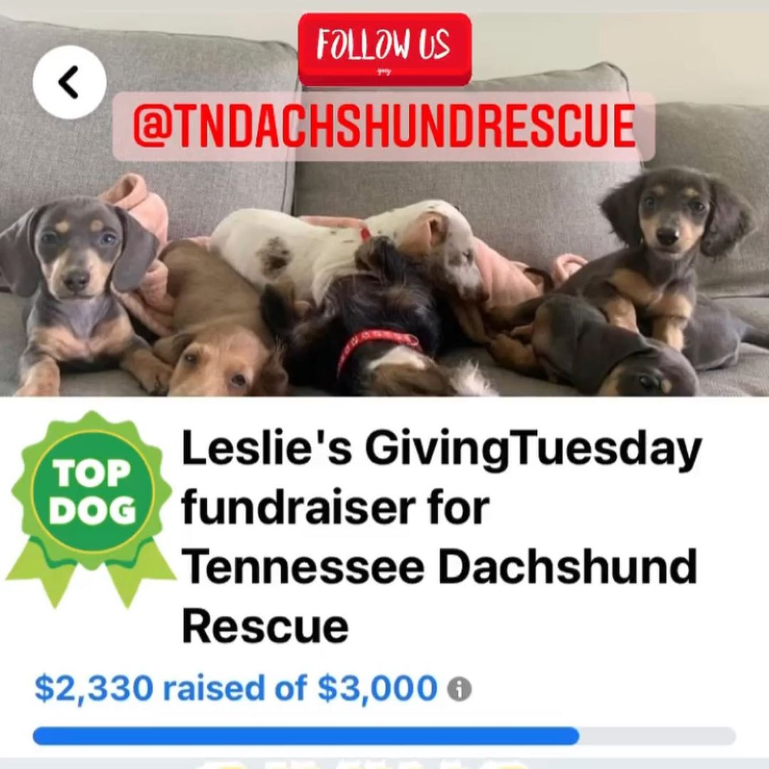 Happy <a target='_blank' href='https://www.instagram.com/explore/tags/givingtuesday/'>#givingtuesday</a> Everyone! ✨💙🙏
If you would like to support Tennessee Dachshund Rescue and our mission to help the homeless pups of TN no matter their age or condition, here is how you can help!
💫Donate: Venmo + Paypal - @tndachshundrescue
💫Facebook (aka Meta) is matching $8 MILLION is donations! Follow + donate there: @tndachshundrescue
💫Buy: a gift that gives twice! TDR shirts make great gifts for a cause. Purchase one here: https://www.bonfire.com/tennessee-dachshund-rescue-4/?fbclid=IwAR39uva9o1lKS_b1oof0peijqG5dYOlzjDhYvJKI9vHoblqzqhG2VdGY8s8 
(Or check our stories or FB page for the link!🙃)

Thank you ALL for being our angels all year long as we help these sweet <a target='_blank' href='https://www.instagram.com/explore/tags/doxies/'>#doxies</a> <a target='_blank' href='https://www.instagram.com/explore/tags/dachshunds/'>#dachshunds</a> <a target='_blank' href='https://www.instagram.com/explore/tags/sausagedogs/'>#sausagedogs</a> <a target='_blank' href='https://www.instagram.com/explore/tags/rescuedogs/'>#rescuedogs</a> or however you name these precious pups. WE CAN’T DO THIS WITHOUT YOU. 💜 
Happy Holidays! 
Love, 
Tennessee Dachshund Rescue
.
.
.
<a target='_blank' href='https://www.instagram.com/explore/tags/tennessee/'>#tennessee</a> <a target='_blank' href='https://www.instagram.com/explore/tags/goodvibes/'>#goodvibes</a> <a target='_blank' href='https://www.instagram.com/explore/tags/happyholidays/'>#happyholidays</a> <a target='_blank' href='https://www.instagram.com/explore/tags/love/'>#love</a>