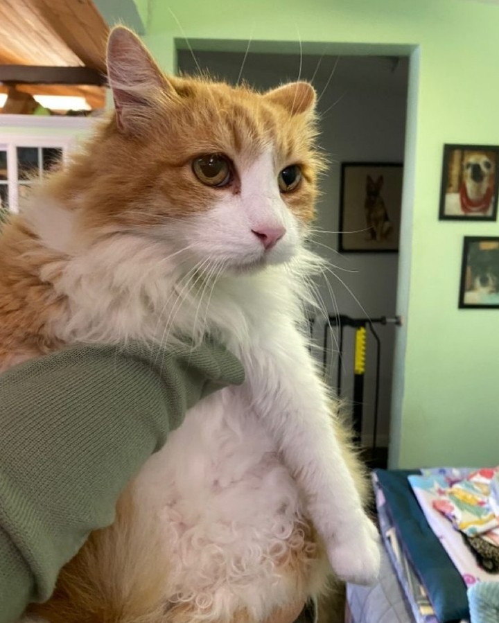 Lucy, 4-5 year old, female, DLH.

To adopt or foster, please call the facility. 209-533-3622 or fill out the form https://www.foac.us/cat-adoption-application/