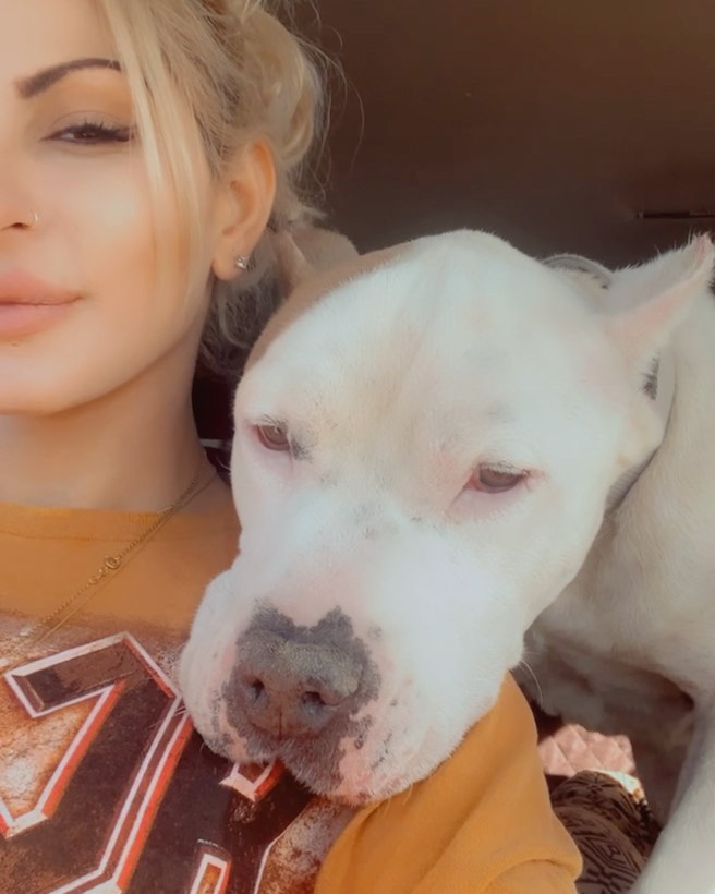 <a target='_blank' href='https://www.instagram.com/explore/tags/A5444139/'>#A5444139</a> 💜💜💜 Ghost is free, but our work is not even close to over. We went to corona animal emergency first for an exam, if he needed emergency surgery and so that they can lead us in the right direction as we’ve had really good experience with them in the past. 

Based just on x rays, looking and feeling the tumor, the doctor said it is very likely that it is a local malignant tumor, BUT we can’t know for certain if it metastasized in that area until we go get a ct scan which at vca is about $3,500 and then operate and biopsy which we are probably looking at anywhere between 4 to  6k for surgery. We will have more precise numbers once we get his appointment set which we wont be able to reach anyone until tomorrow. We just know it’s going to be even more than we expected. 

On a brighter note, he is absolutely the sweetest boy. He was giving kisses and had his head on my shoulder the entire drive to the hospital🥰 He is now going to get to rest at his loving foster home. 

He was scheduled to die on Friday bcuz the shelter said he was suffering. When we asked for more time to raise funds, once again it was “now or never.”🤦🏼‍♀️ They basically gave us 2 days so we took a chance in hopes that our good karma will pay off and we will have the financial support we need🙏🏼💕 

All he wants to do is explore everything and give kisses😭 Ghost deserves a fighting chance at life❤️🙏🏼 If you pledged towards his medical, please honor it. Our expenses are already through the roof and the amount of dogs we’ve pulled over the last few weeks alone requires so much and we can only keep doing what we are doing with the support of the beautiful likeminded humans who want to give these guys their best chance at the life they deserve. Thank you!! ❤️❤️❤️

Venmo: underdog-heroes
Paypal & zelle: info@underdogheroes.org
Mail a check: 19069 Van Buren blvd. Ste 114 pmb 144 Riverside, Ca. 92508
