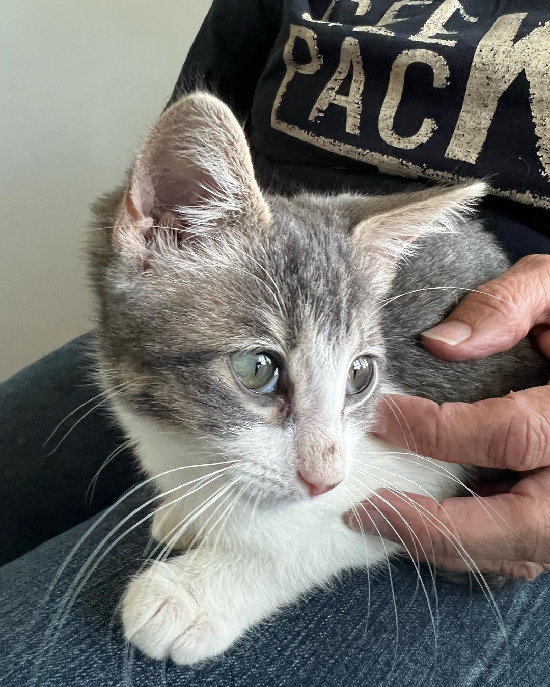 Hi Poppy!
This little cutie came into CAAT when a good Samaritan reached out to us for help. Her boyfriend was traveling in New Mexico when he found the little kitten outside. She was too little to leave on the street so he brought her in. She then called us and asked if he drove her back with him if we could rescue back. Luckily a new foster had just applied so we were able to bring her on. That was a few weeks ago and now she’s about 11 weeks old and ready for adoption! 
This little one is the purrfect little package. Playful, silly and fun. But then when she’s done playing she loves to get her cuddles on. Looking for a sweet sleeping partner? 
Since Poppy has been a Singleton she definitely is looking for a home with another cat so that she can finally play and be with another kitty. This is super important for her development. 
Poppy is also sort of a messy little eater and loves her food! 😂❤️ It’s giving her a little bit of acne on her nose from diving her face into the bowl. 😂😍🤦🏻‍♀️ As a tiny kitten she had to fend for herself on the streets, but hopefully she will start to realize soon that the food supply isn’t going away for her anytime soon. ❤️
DM for an adoption questionnaire for Poppy!
.
.
,
,
,
.
,
.
.
.
,
<a target='_blank' href='https://www.instagram.com/explore/tags/streetstothesheets/'>#streetstothesheets</a><a target='_blank' href='https://www.instagram.com/explore/tags/tabbykitten/'>#tabbykitten</a><a target='_blank' href='https://www.instagram.com/explore/tags/catpics/'>#catpics</a><a target='_blank' href='https://www.instagram.com/explore/tags/catlife/'>#catlife</a><a target='_blank' href='https://www.instagram.com/explore/tags/catfoster/'>#catfoster</a><a target='_blank' href='https://www.instagram.com/explore/tags/huffgrampost/'>#huffgrampost</a><a target='_blank' href='https://www.instagram.com/explore/tags/spayandneuter/'>#spayandneuter</a><a target='_blank' href='https://www.instagram.com/explore/tags/kittiesofinstagram/'>#kittiesofinstagram</a><a target='_blank' href='https://www.instagram.com/explore/tags/kittenlife/'>#kittenlife</a><a target='_blank' href='https://www.instagram.com/explore/tags/adoptme/'>#adoptme</a><a target='_blank' href='https://www.instagram.com/explore/tags/catfoster/'>#catfoster</a><a target='_blank' href='https://www.instagram.com/explore/tags/kittenfoster/'>#kittenfoster</a><a target='_blank' href='https://www.instagram.com/explore/tags/meowmonday/'>#meowmonday</a><a target='_blank' href='https://www.instagram.com/explore/tags/longbeach/'>#longbeach</a><a target='_blank' href='https://www.instagram.com/explore/tags/kittykat/'>#kittykat</a><a target='_blank' href='https://www.instagram.com/explore/tags/adoptdontshop/'>#adoptdontshop</a>